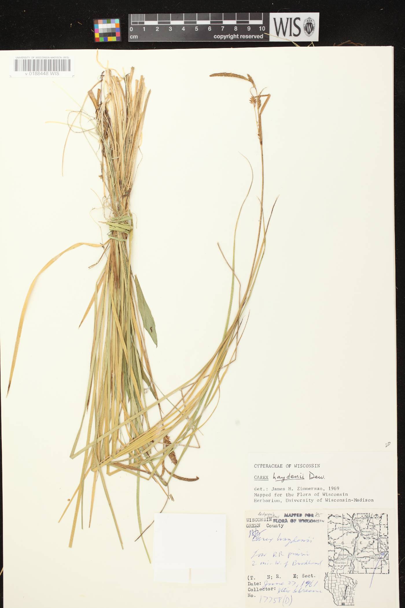 Carex haydenii image