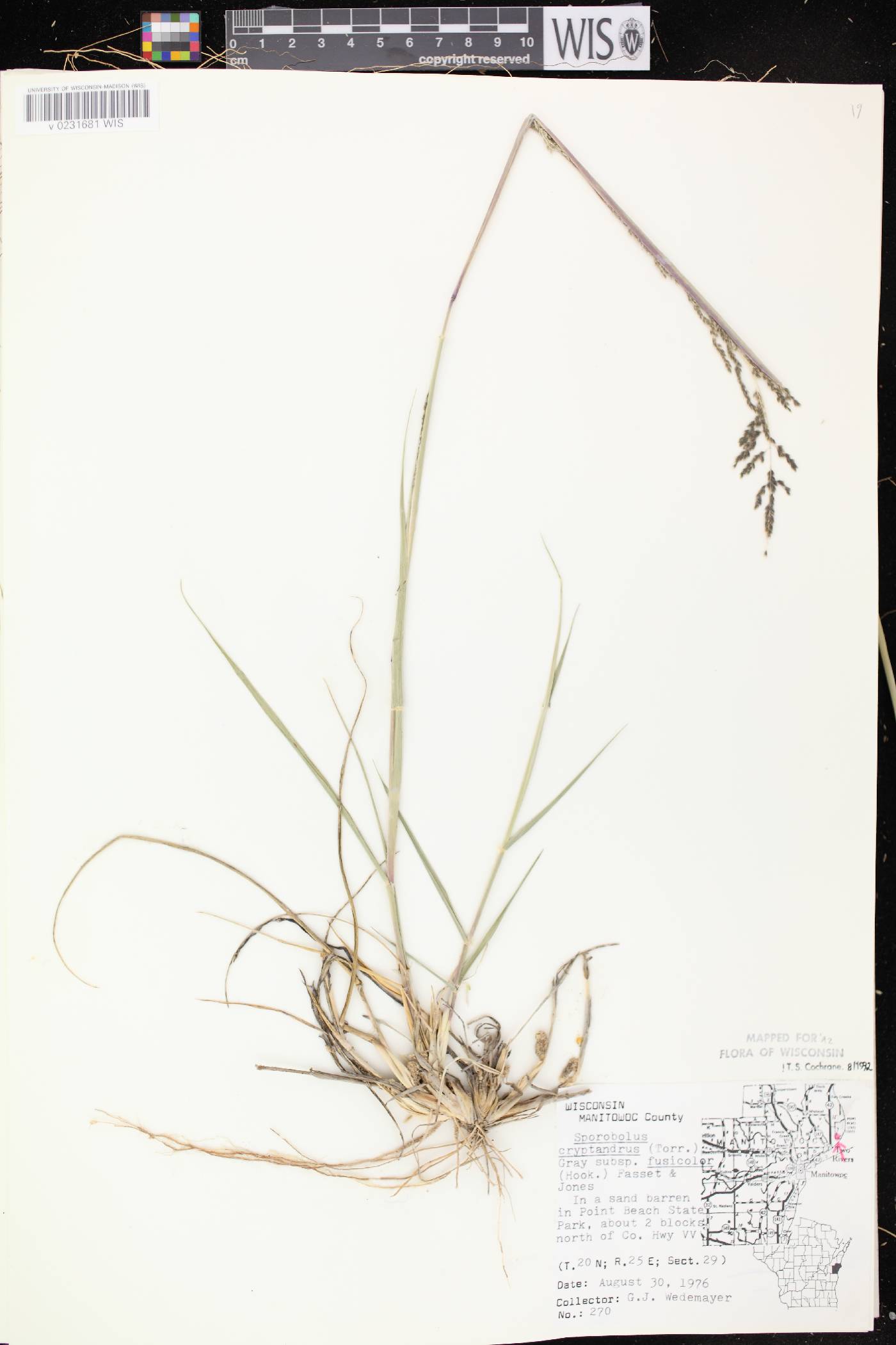 Sporobolus cryptandrus image