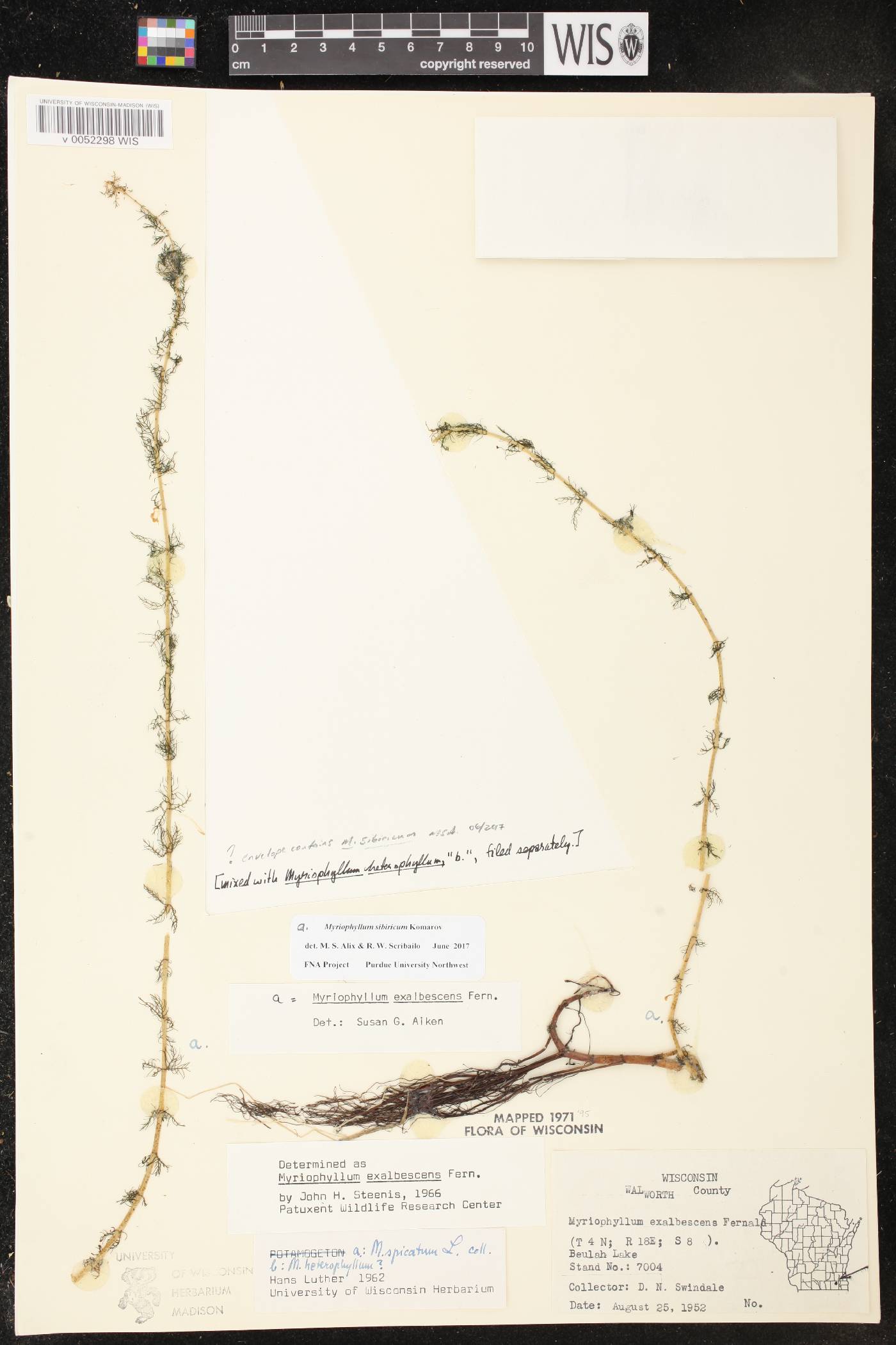 Myriophyllum sibiricum image