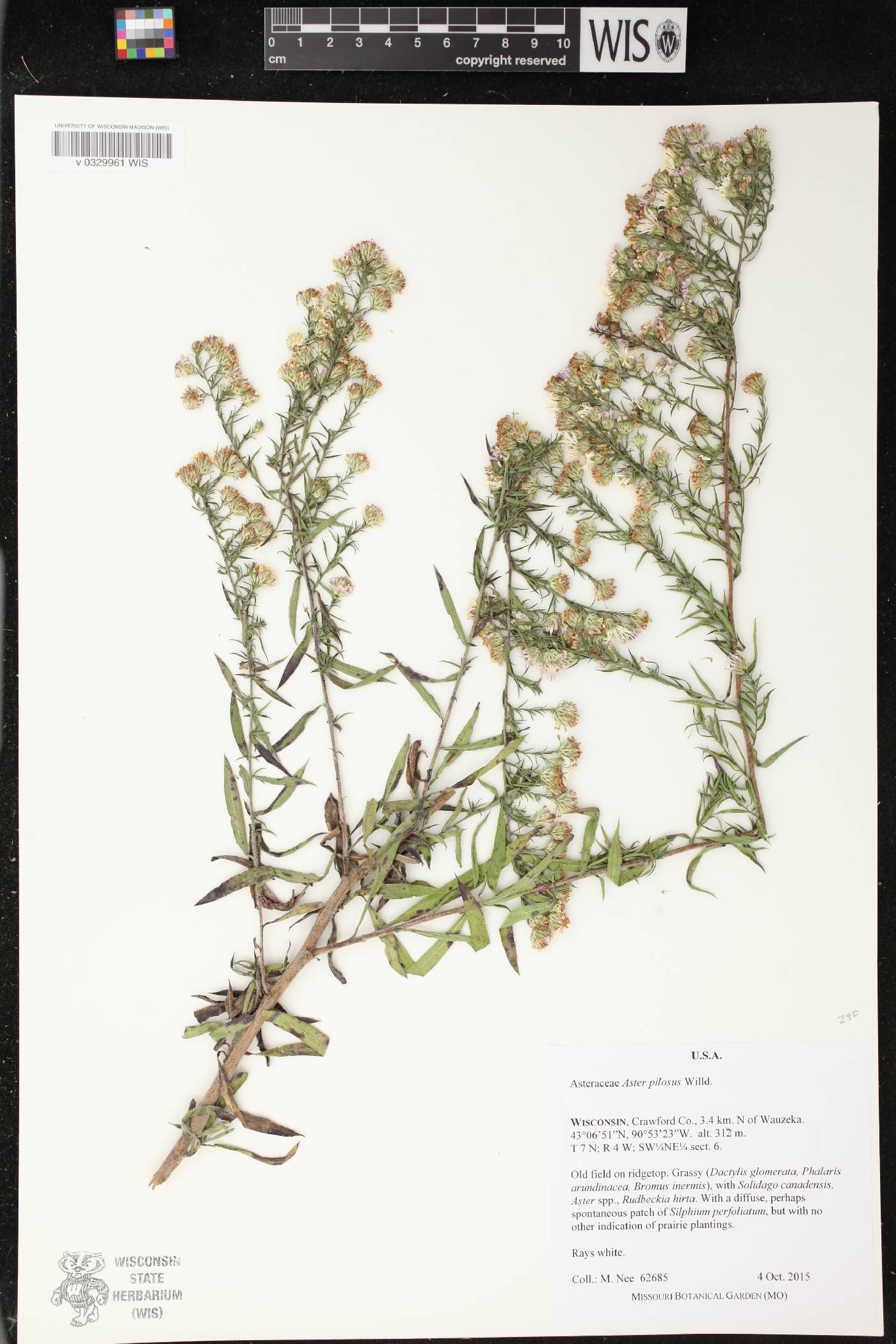 Symphyotrichum pilosum image