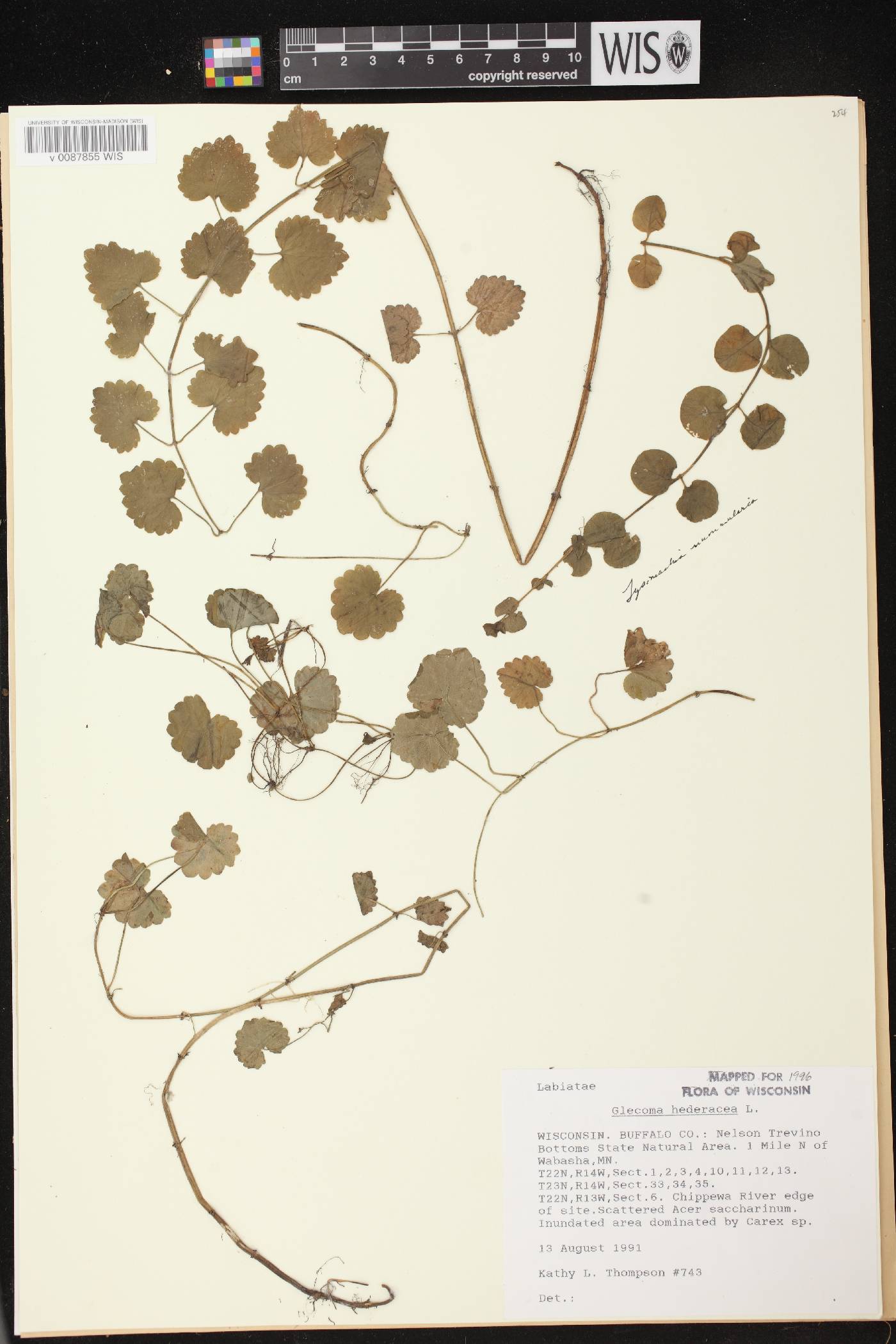 Glechoma hederacea image