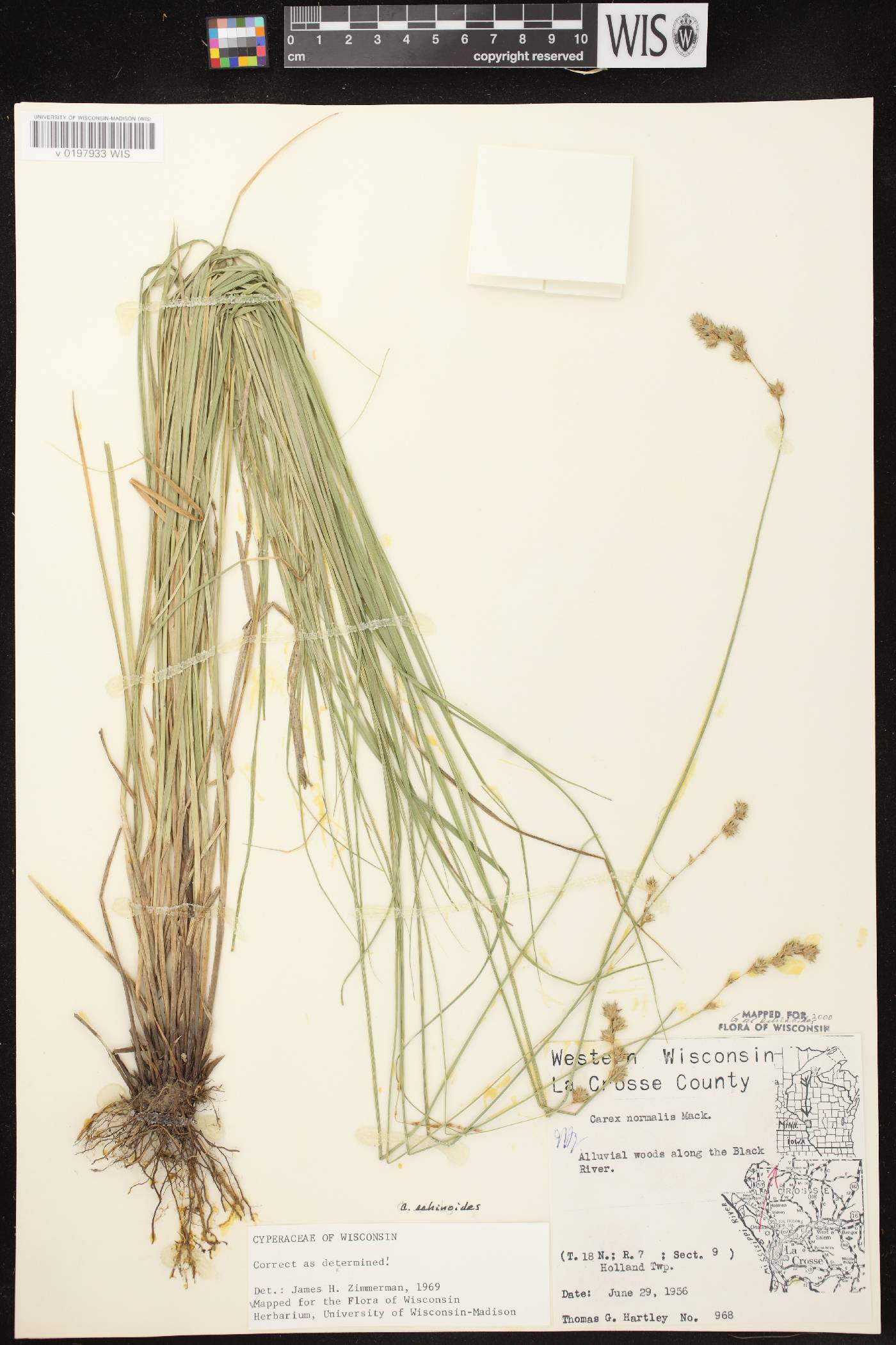 Carex echinodes image