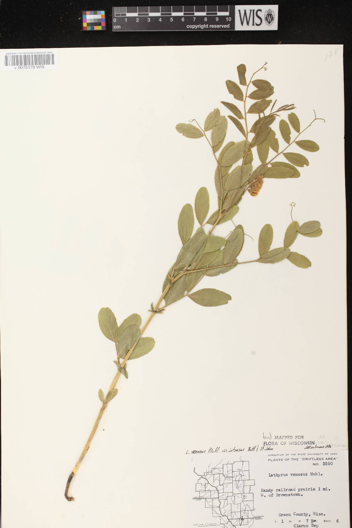 Lathyrus venosus image