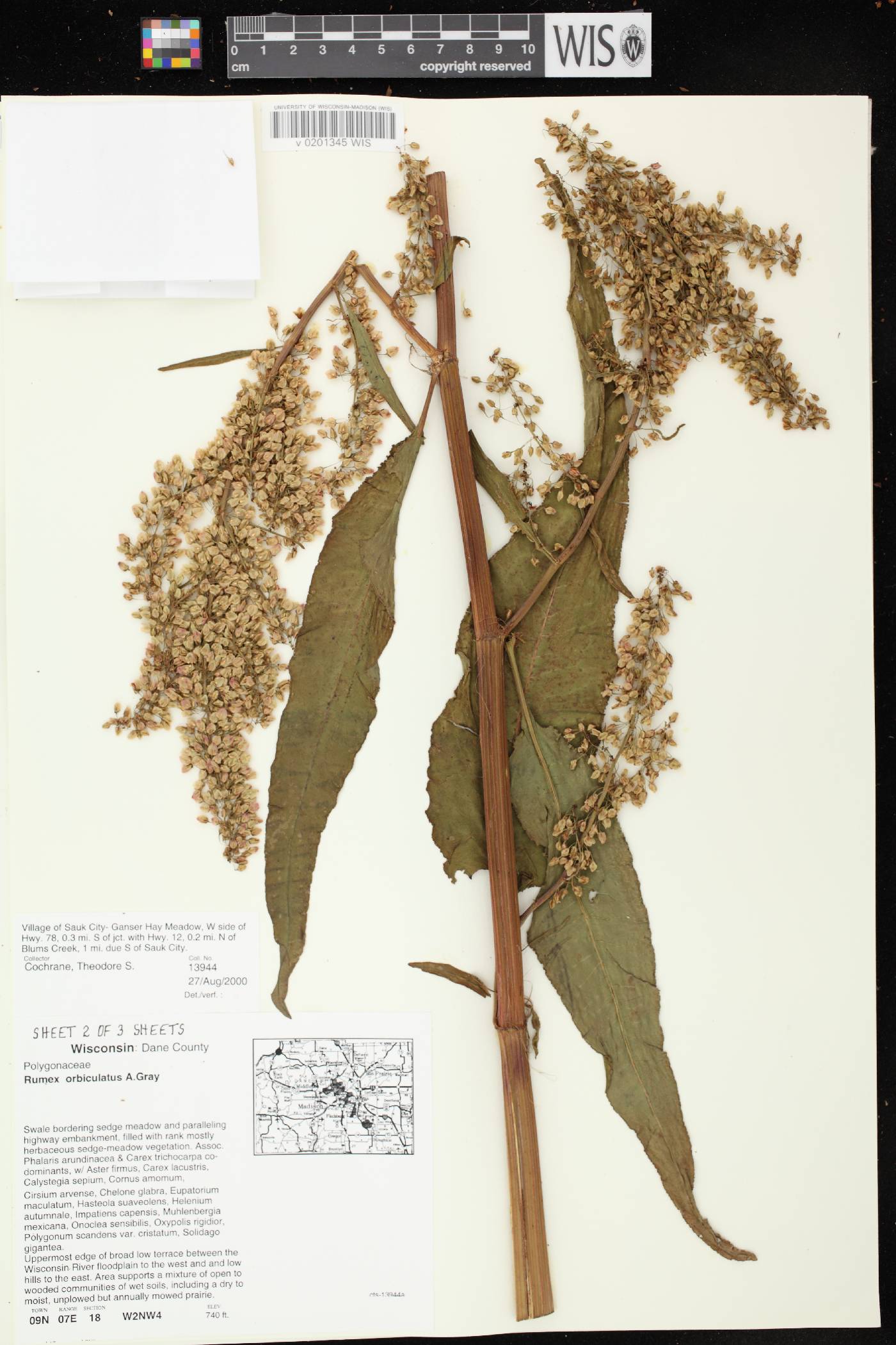 Rumex britannica image