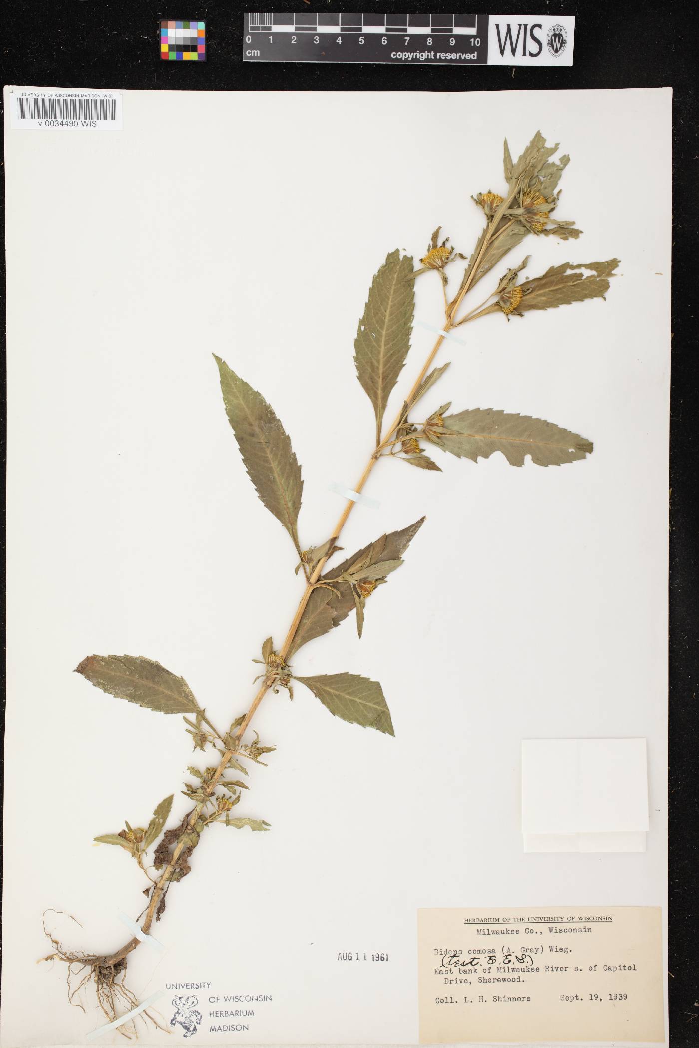 Bidens tripartita image