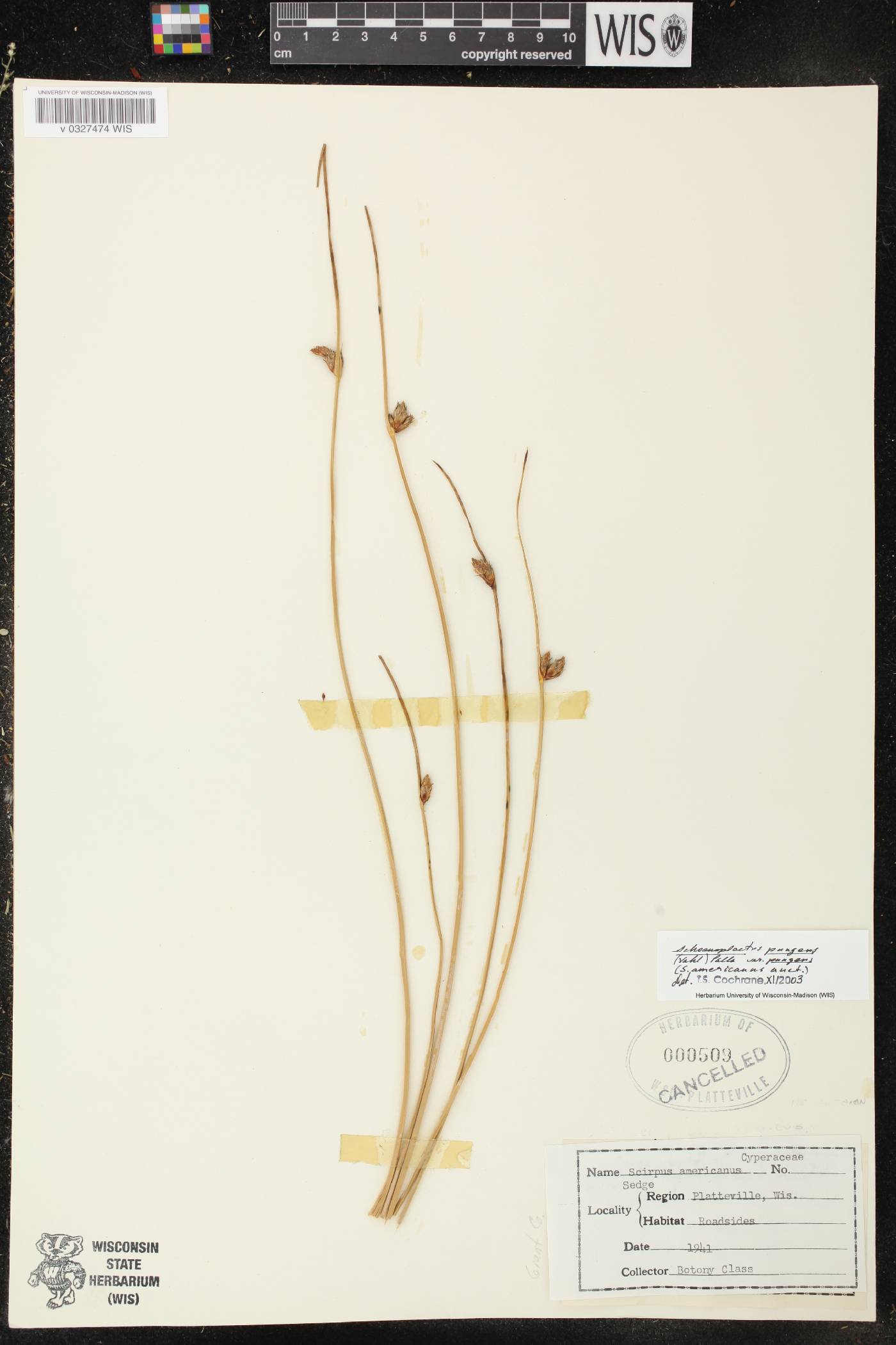 Schoenoplectus pungens image