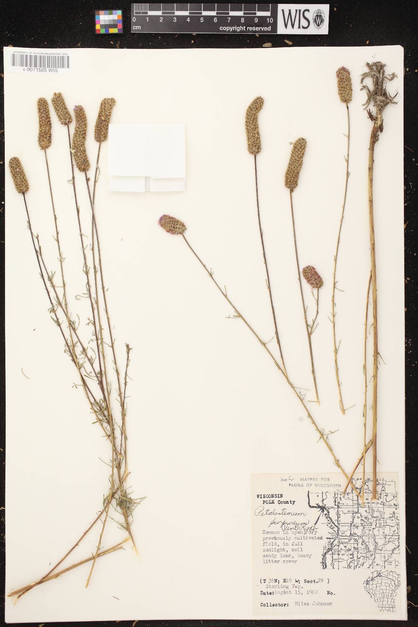 Dalea purpurea image