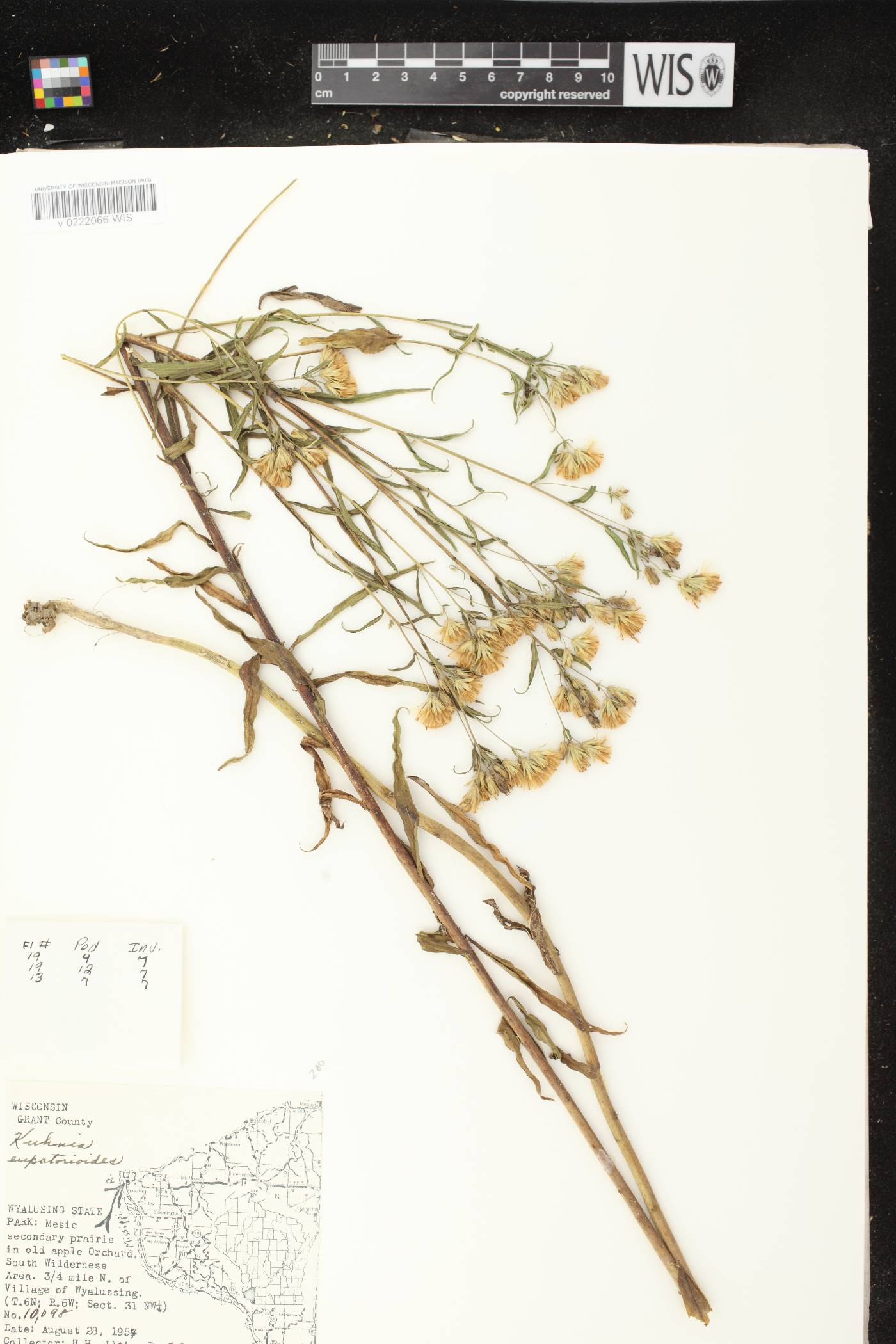 Brickellia eupatorioides image
