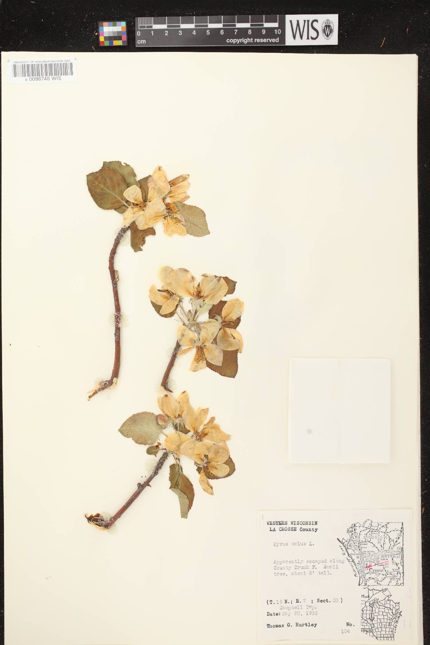 Malus pumila image