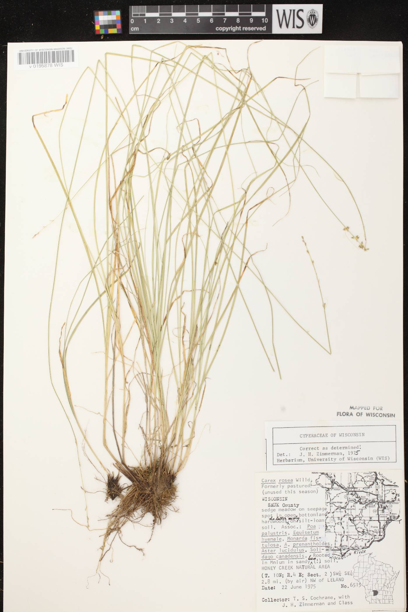 Carex radiata image