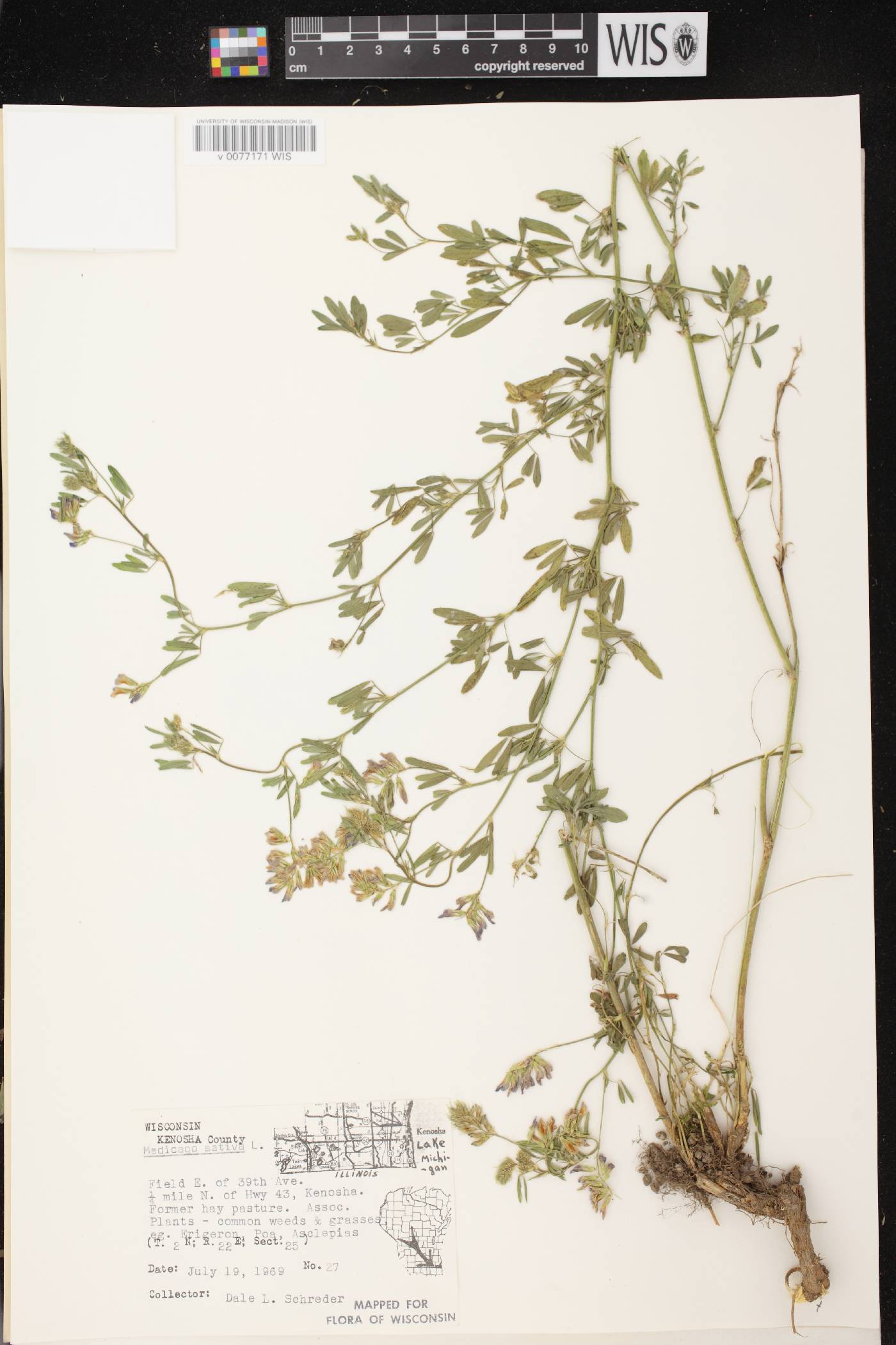 Medicago sativa image
