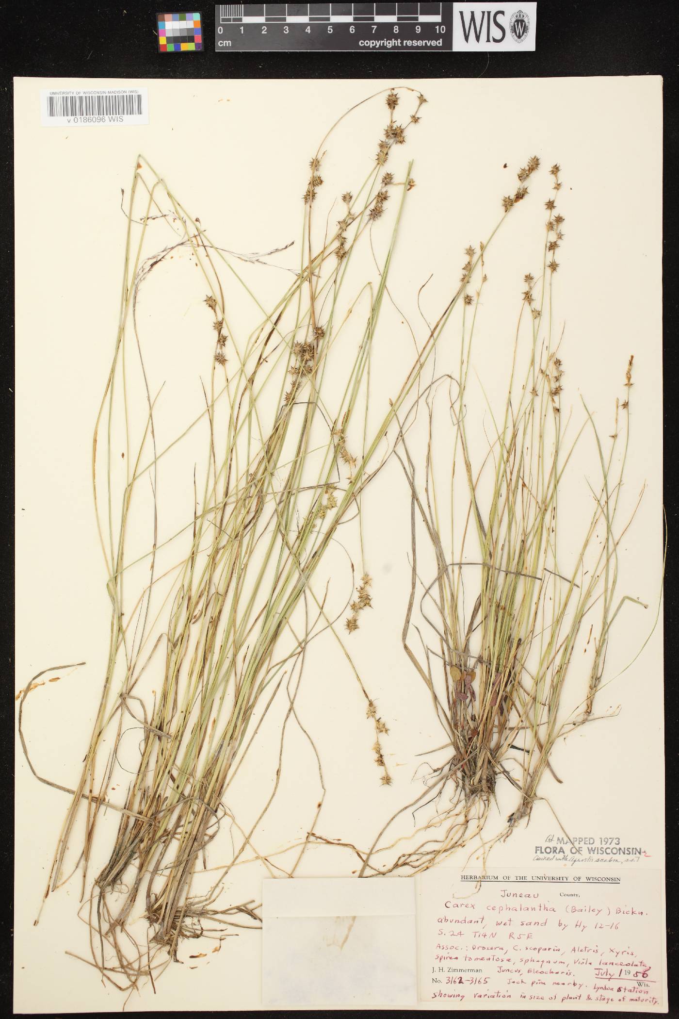 Carex echinata image