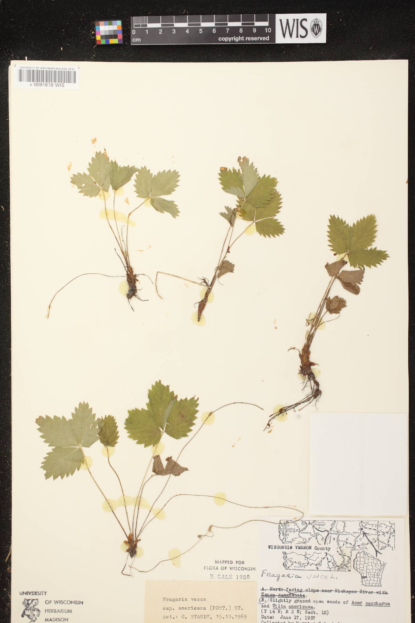 Fragaria vesca subsp. americana image
