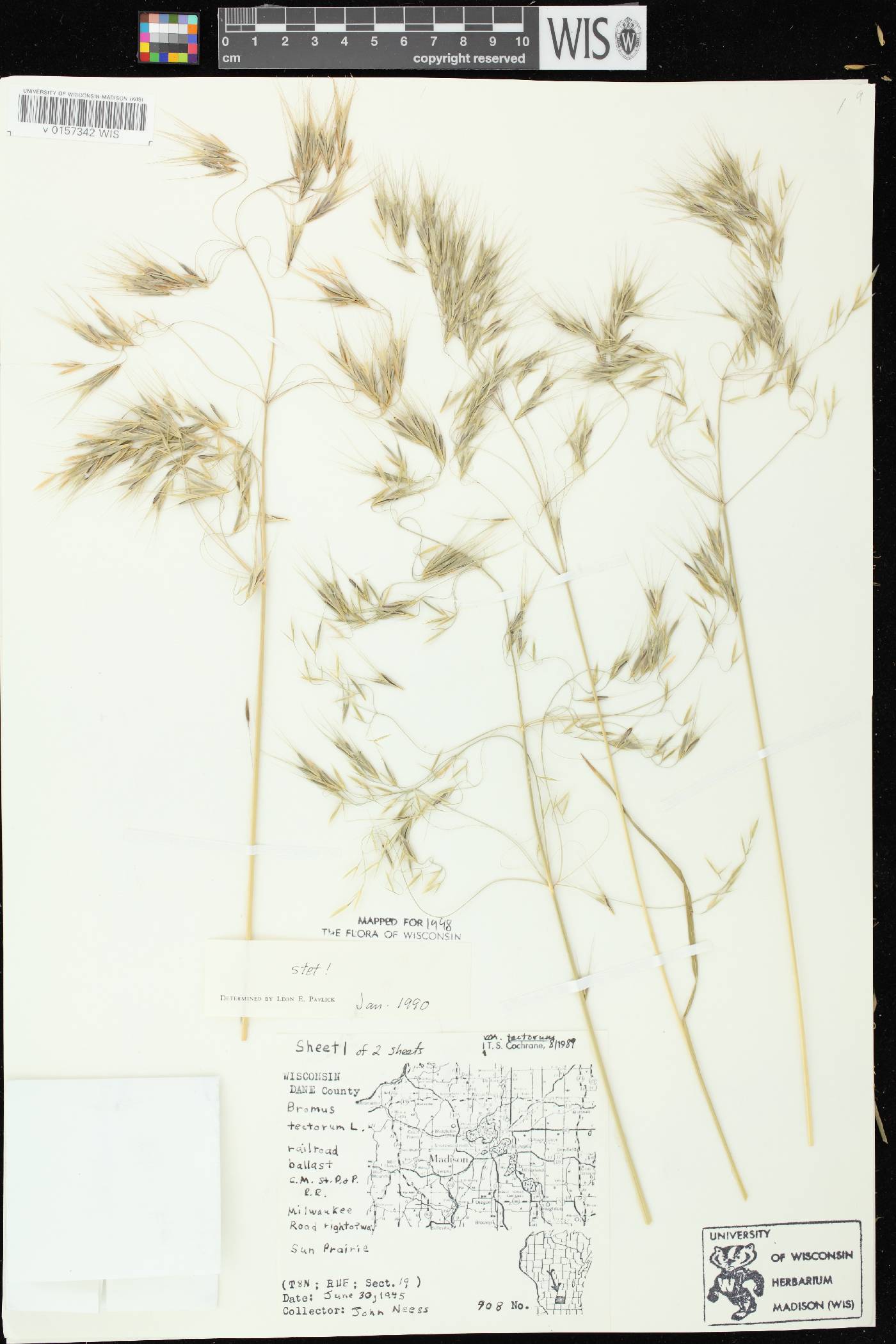 Bromus tectorum image