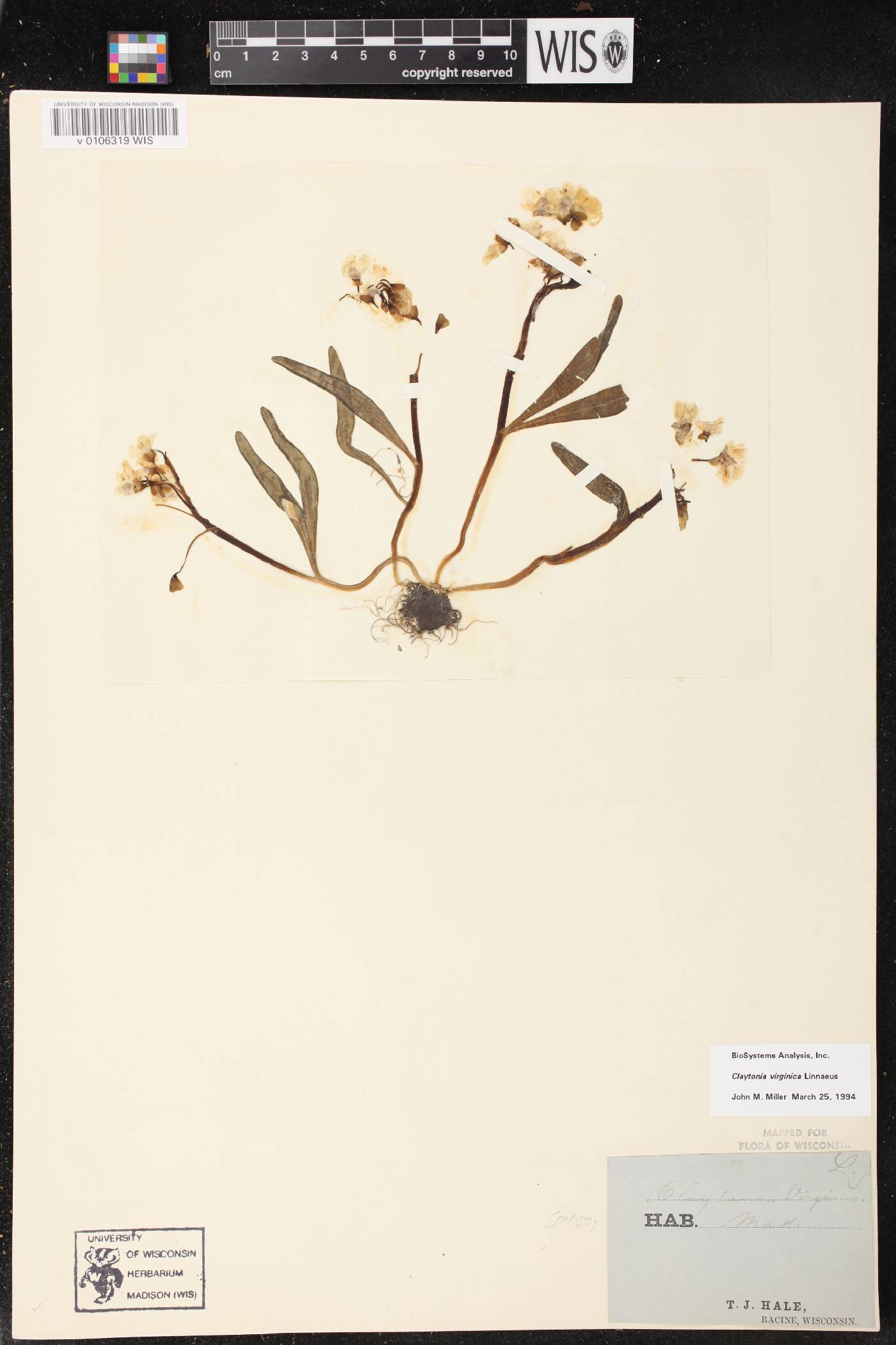 Claytonia virginica image