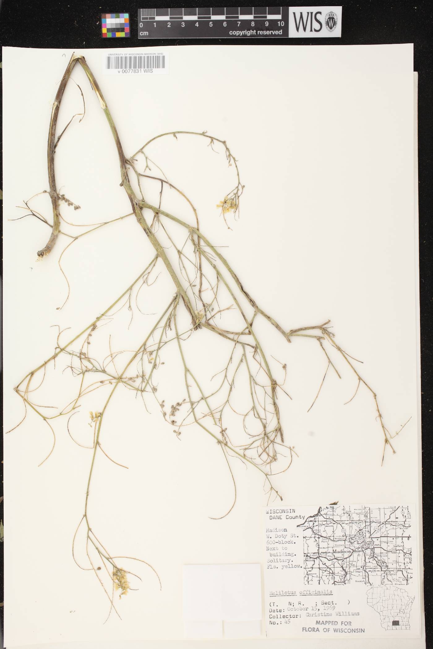 Melilotus officinalis image