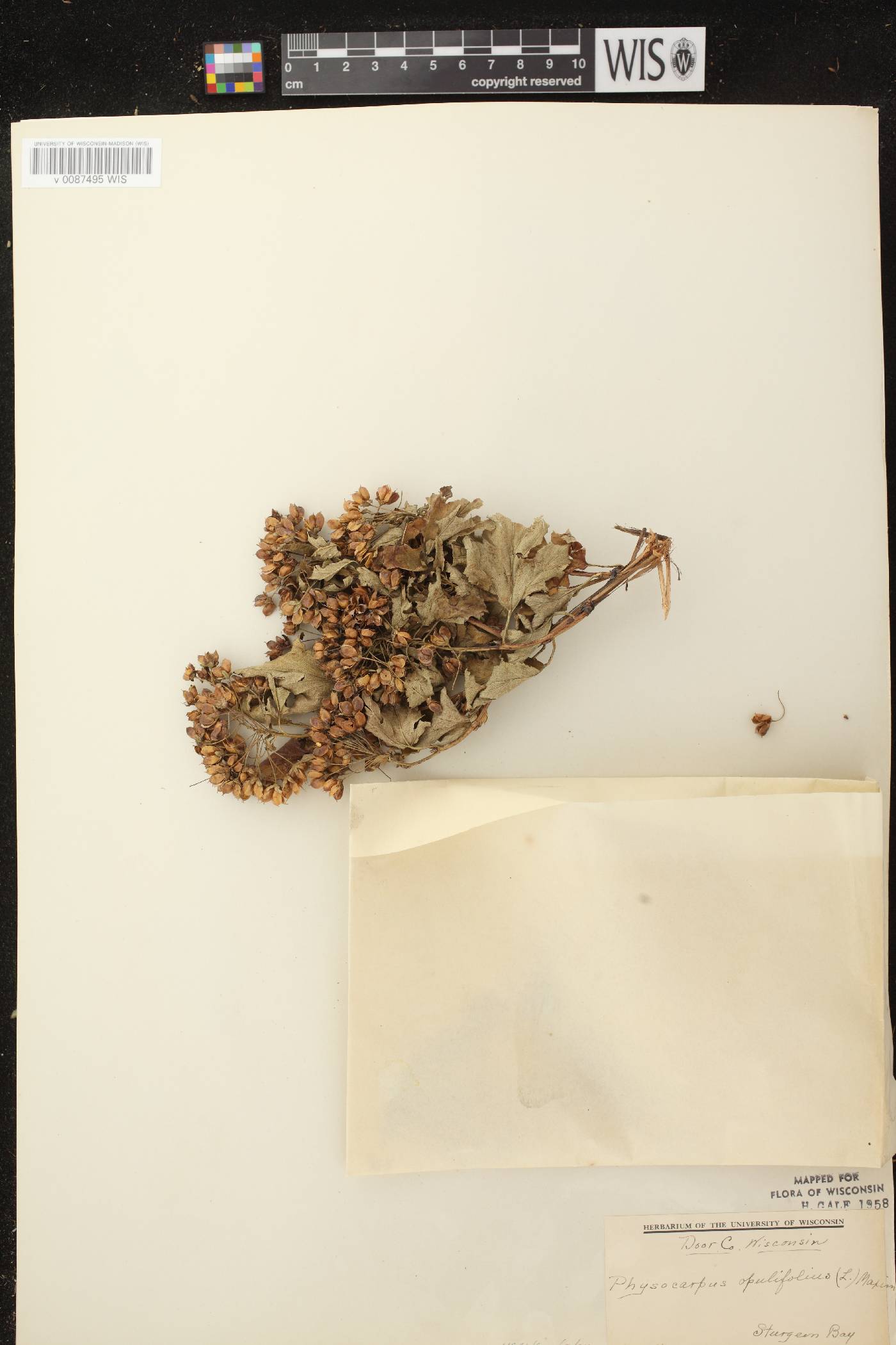 Physocarpus opulifolius image