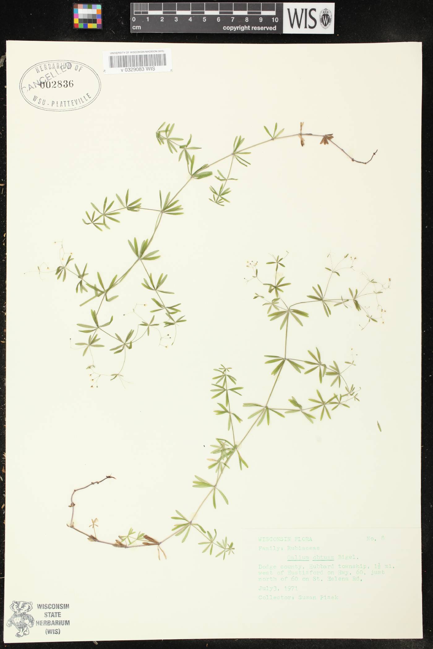 Galium obtusum subsp. obtusum image