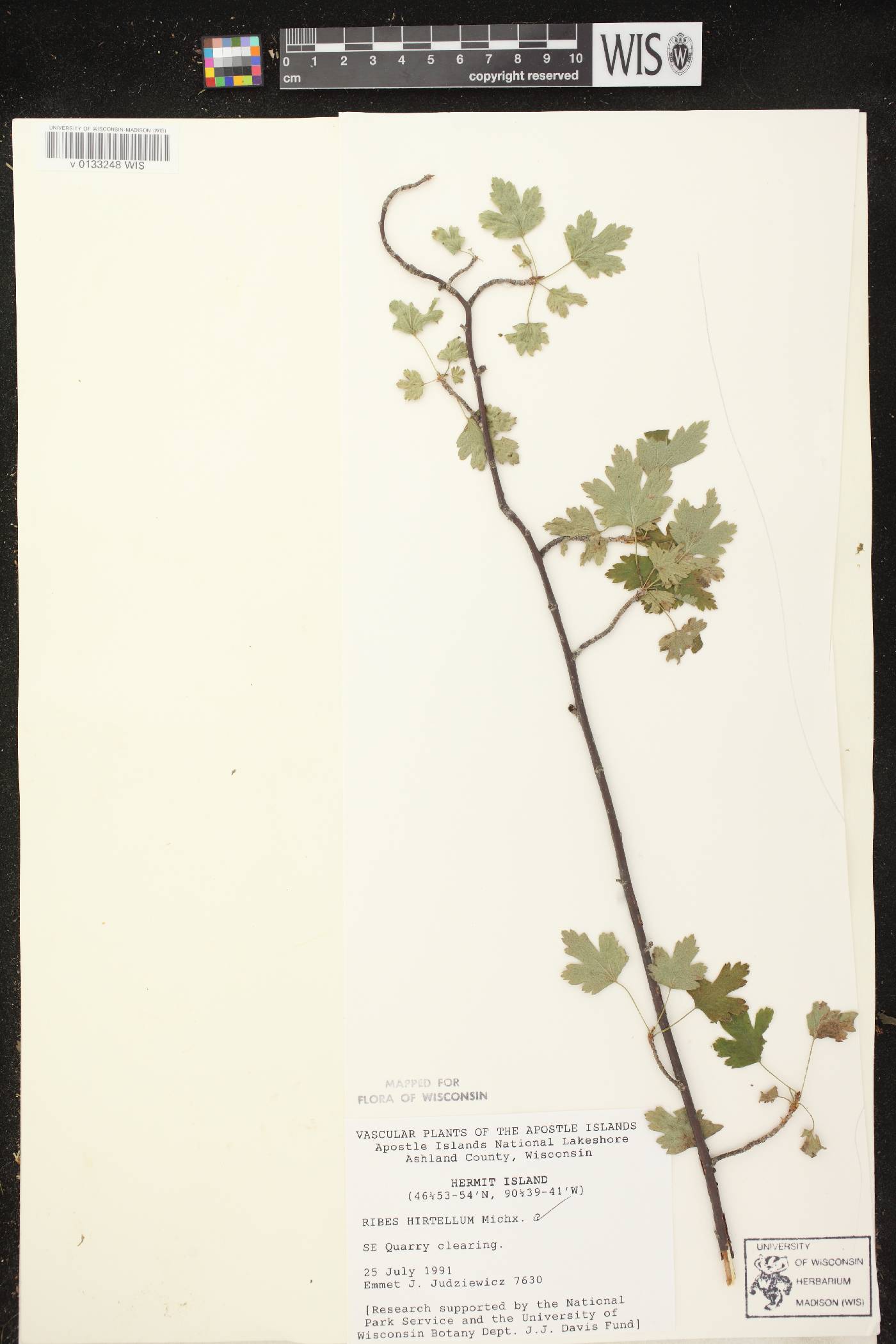 Ribes hirtellum image