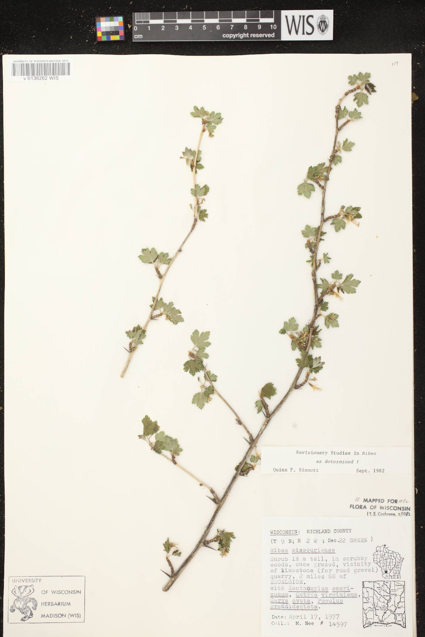 Ribes missouriense image