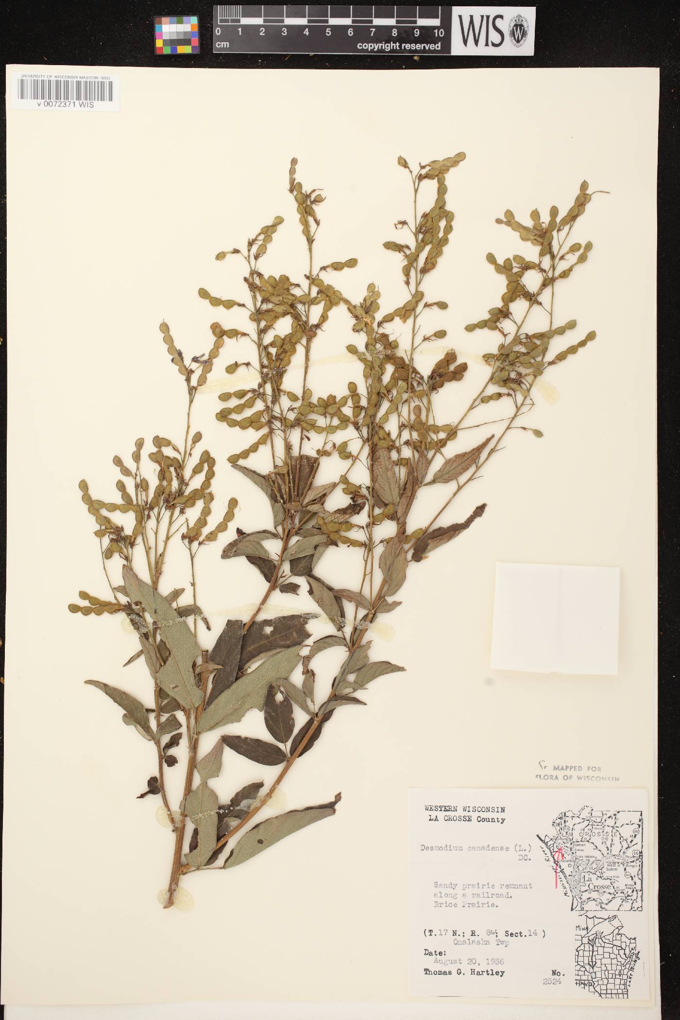 Desmodium canadense image