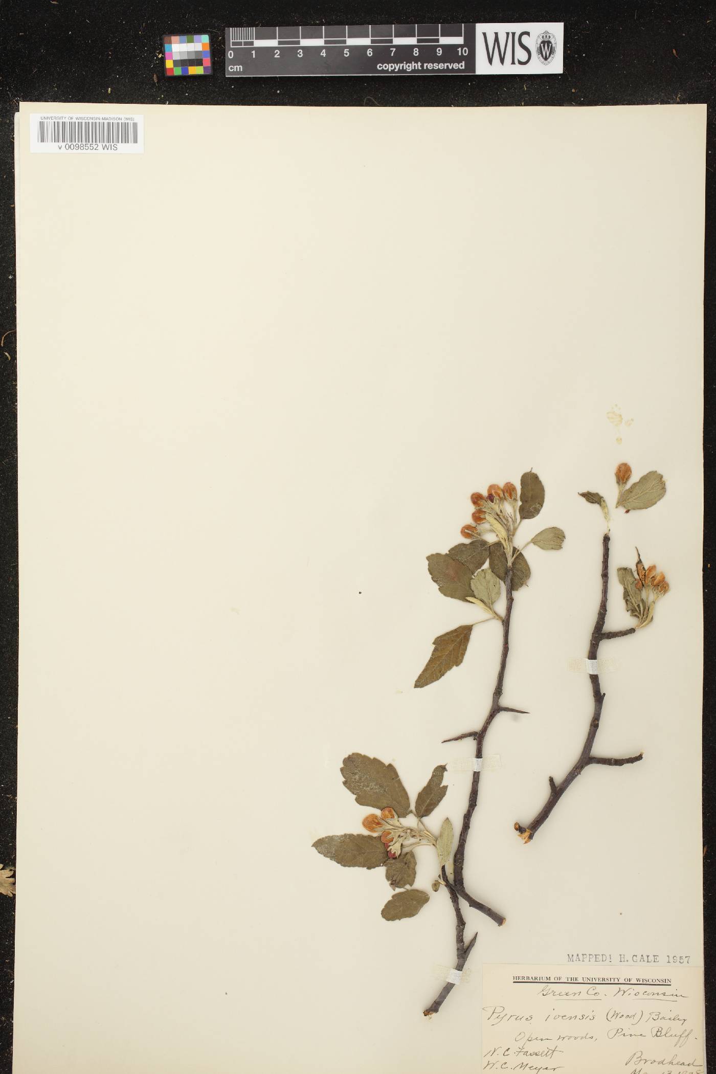 Malus ioensis image
