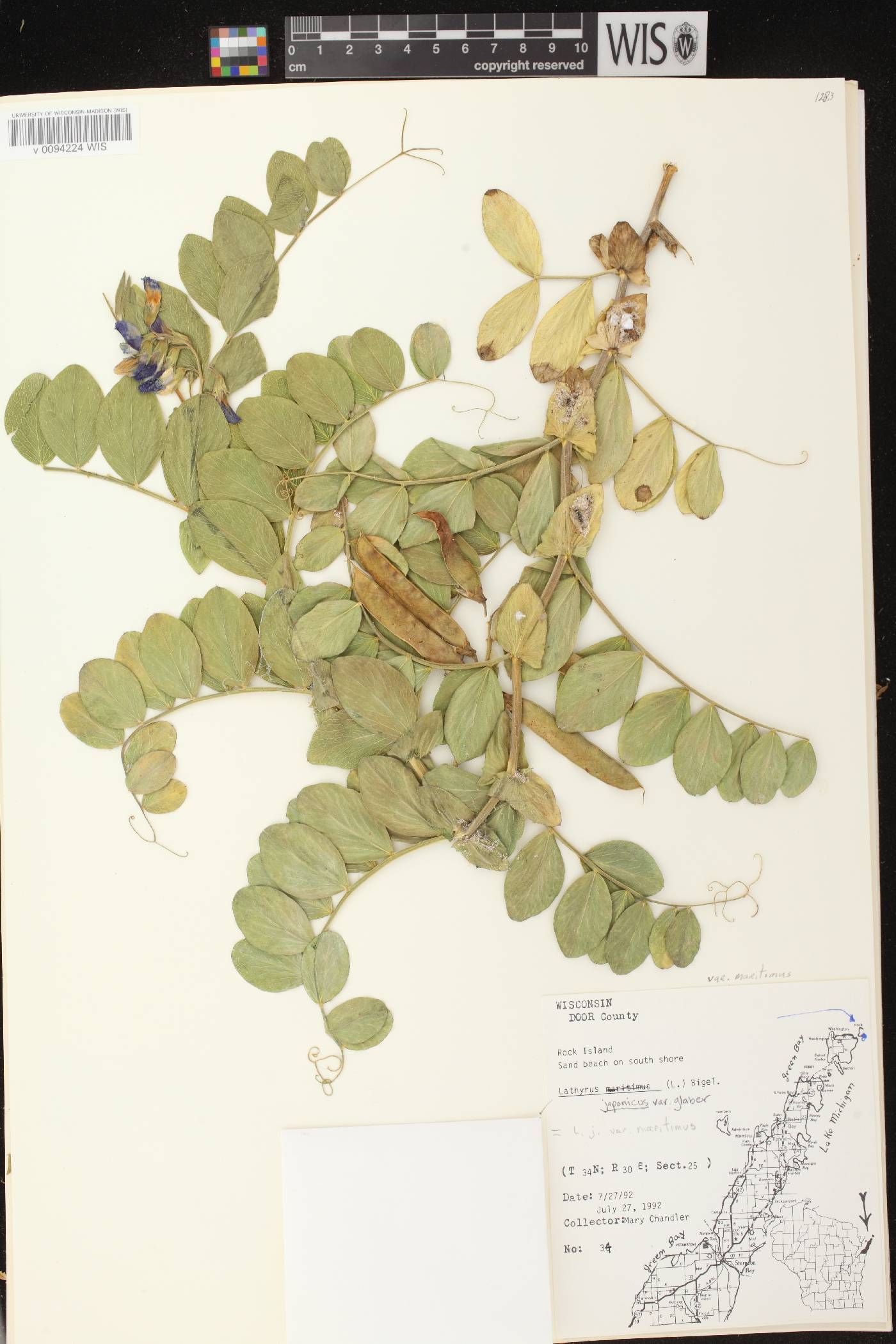 Lathyrus japonicus image
