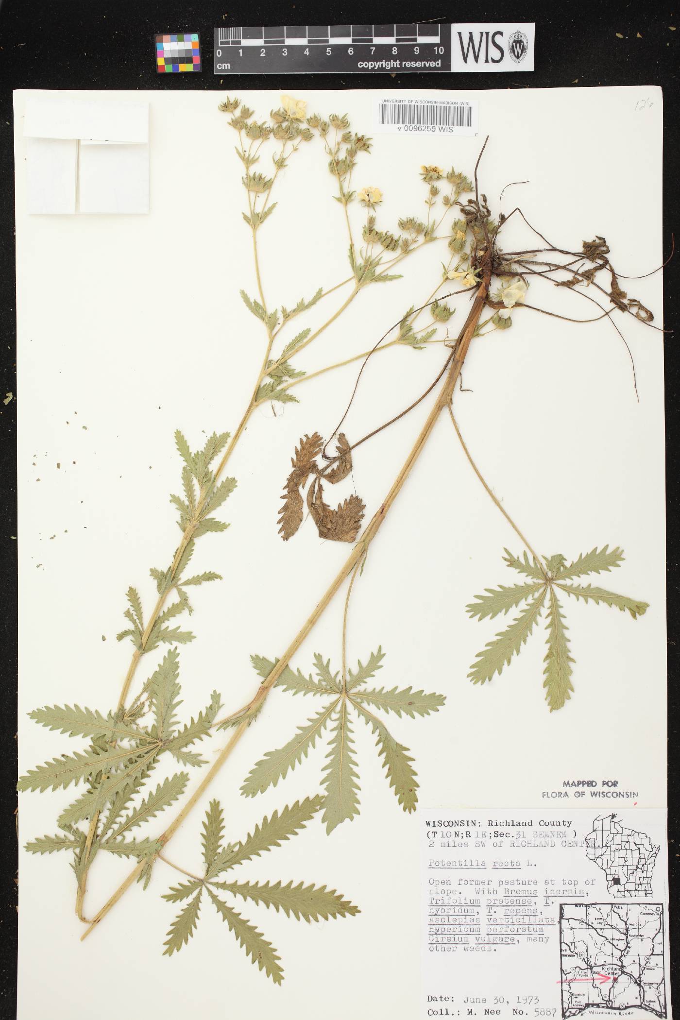 Potentilla recta image