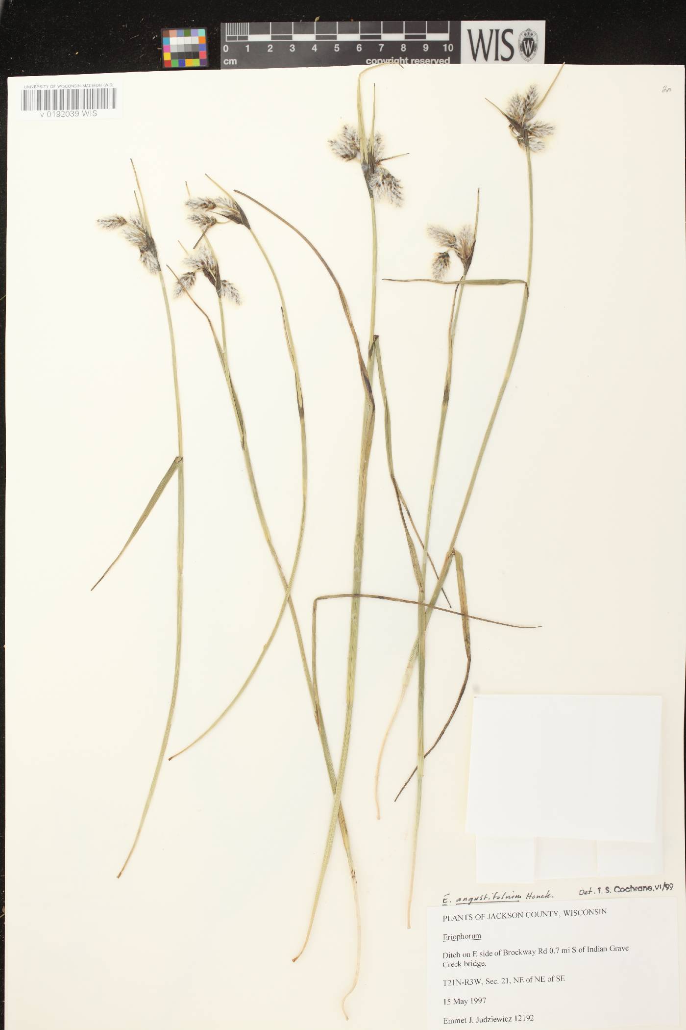 Eriophorum angustifolium subsp. angustifolium image