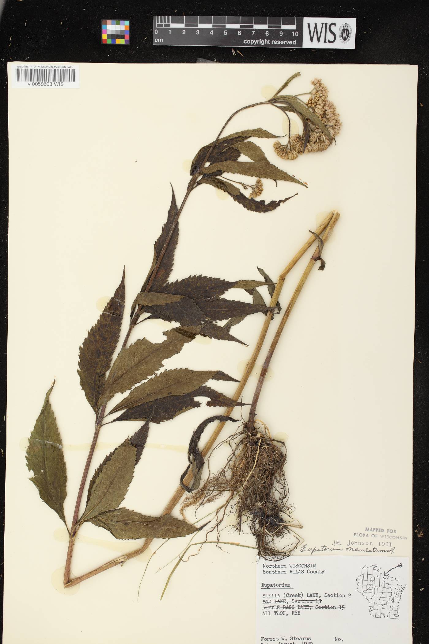 Eutrochium maculatum image