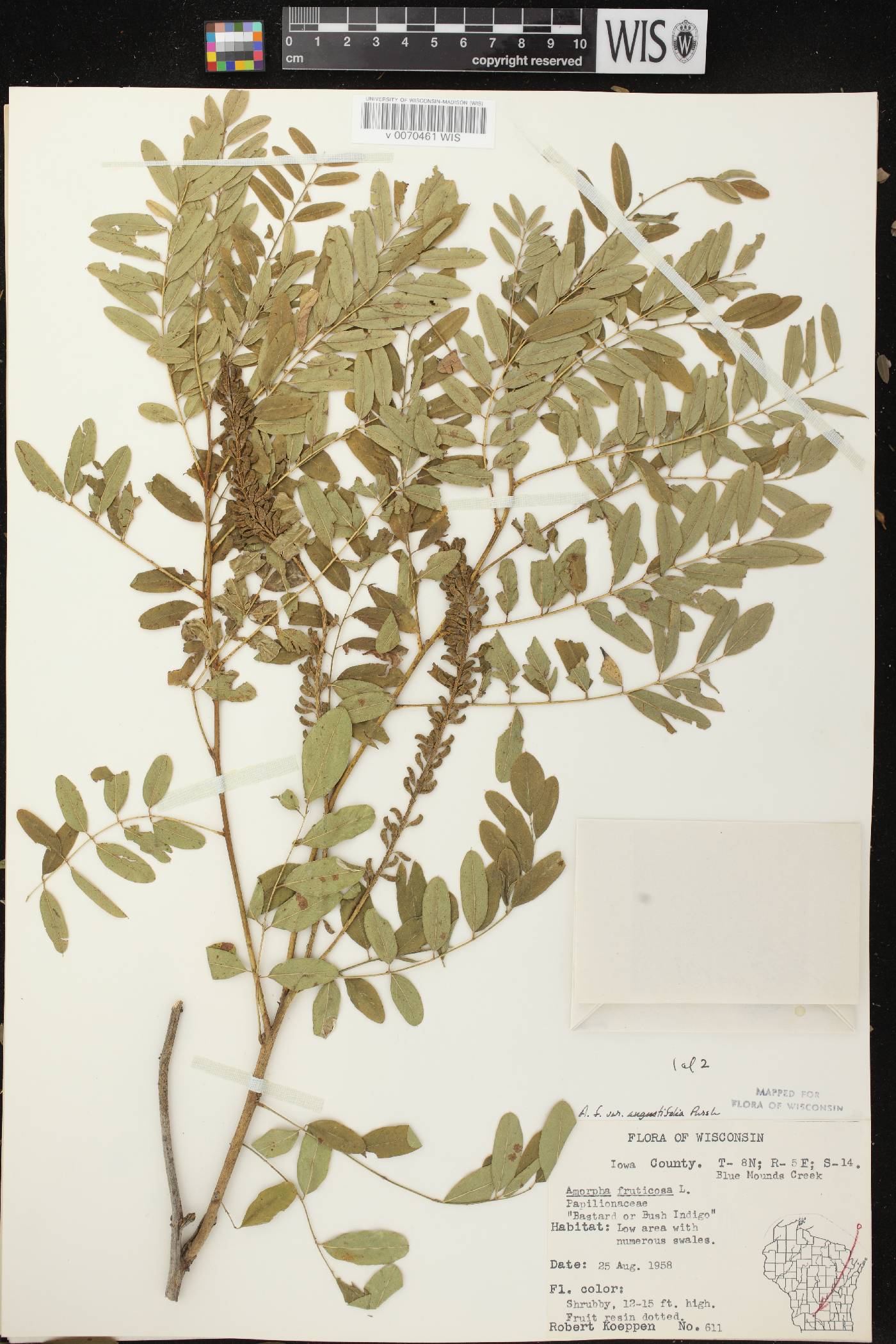 Amorpha fruticosa image