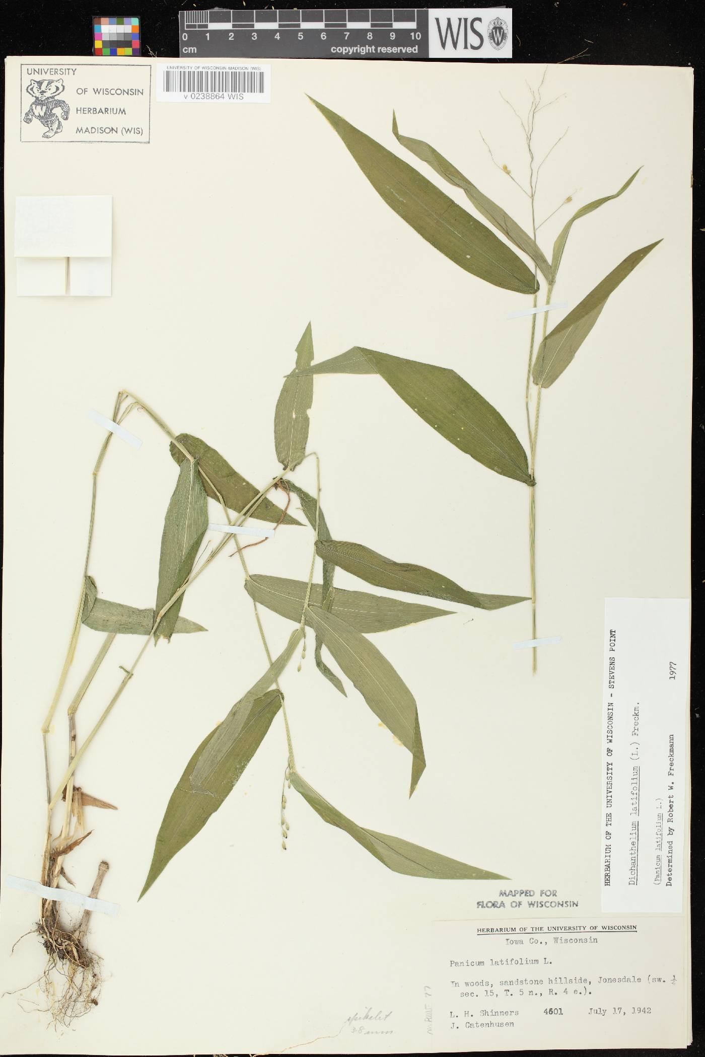Dichanthelium latifolium image