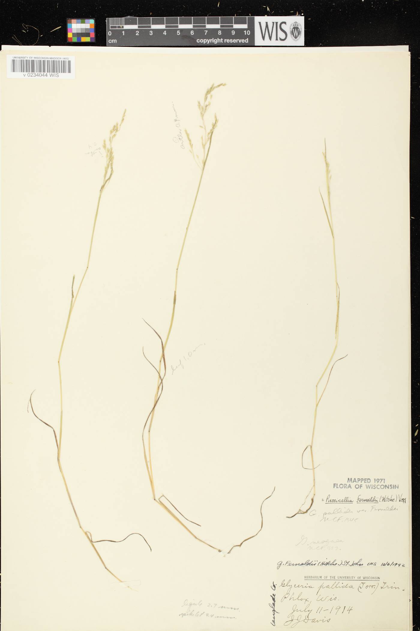 Torreyochloa fernaldii image