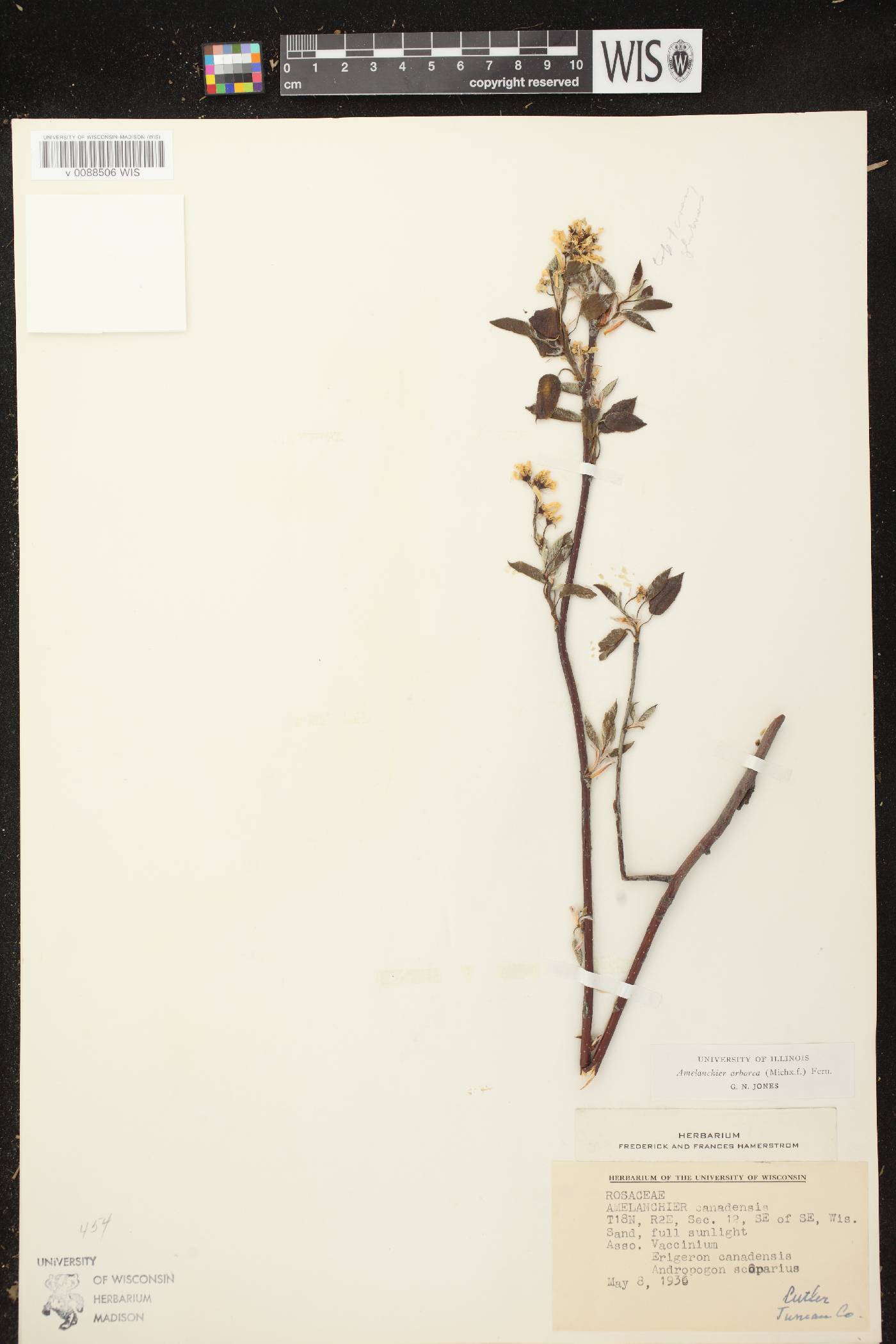 Amelanchier arborea image