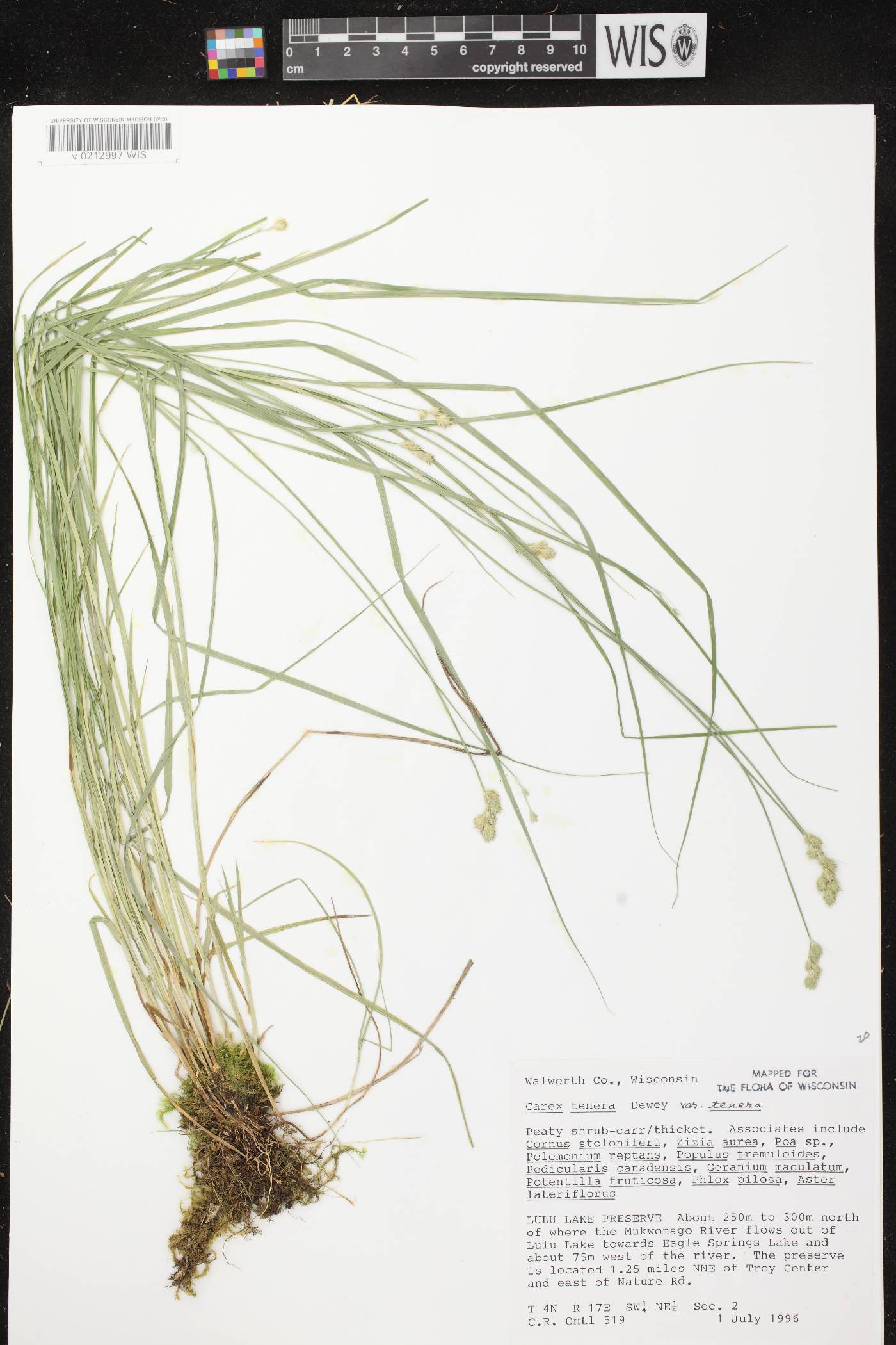 Carex tenera image