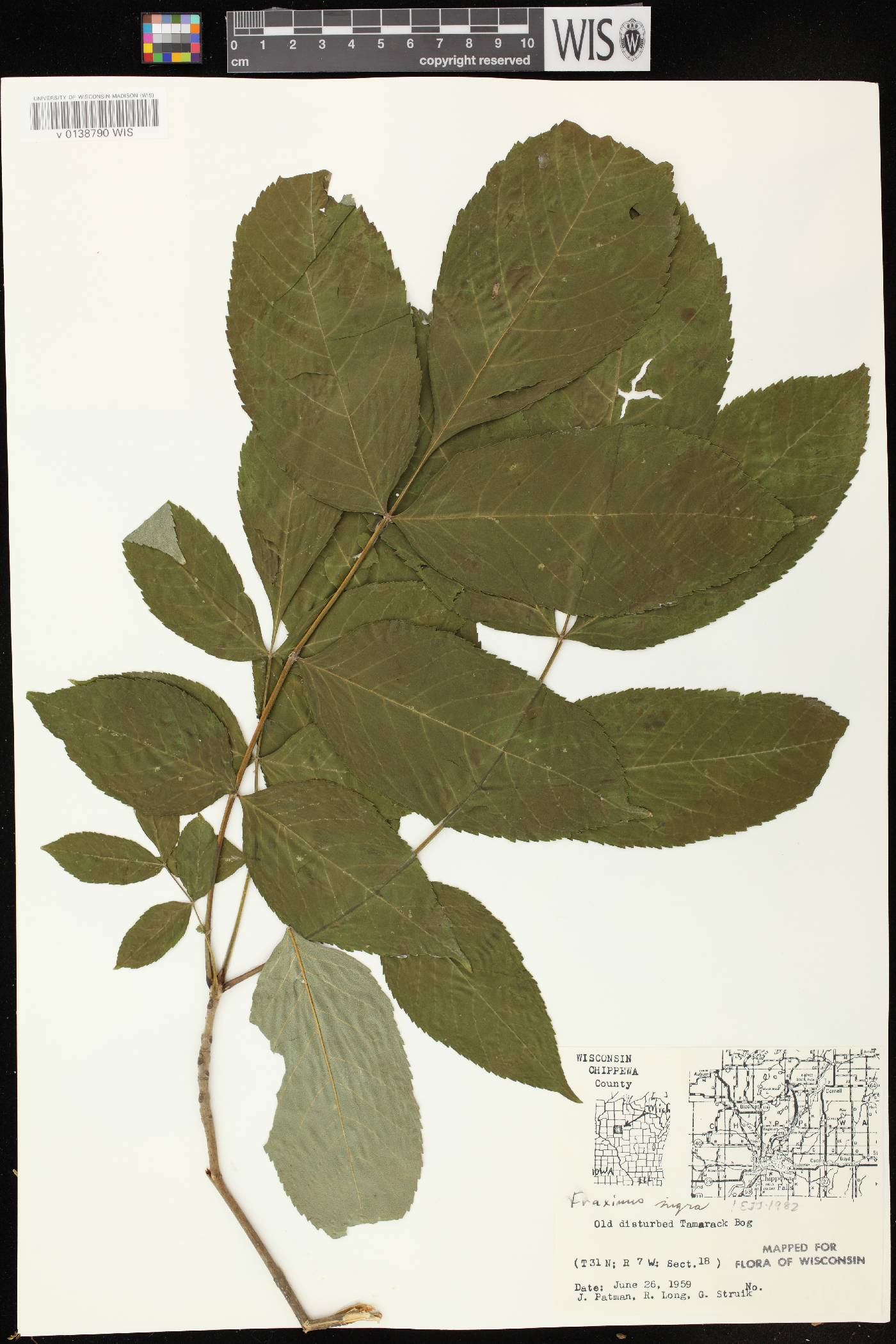 Fraxinus nigra image