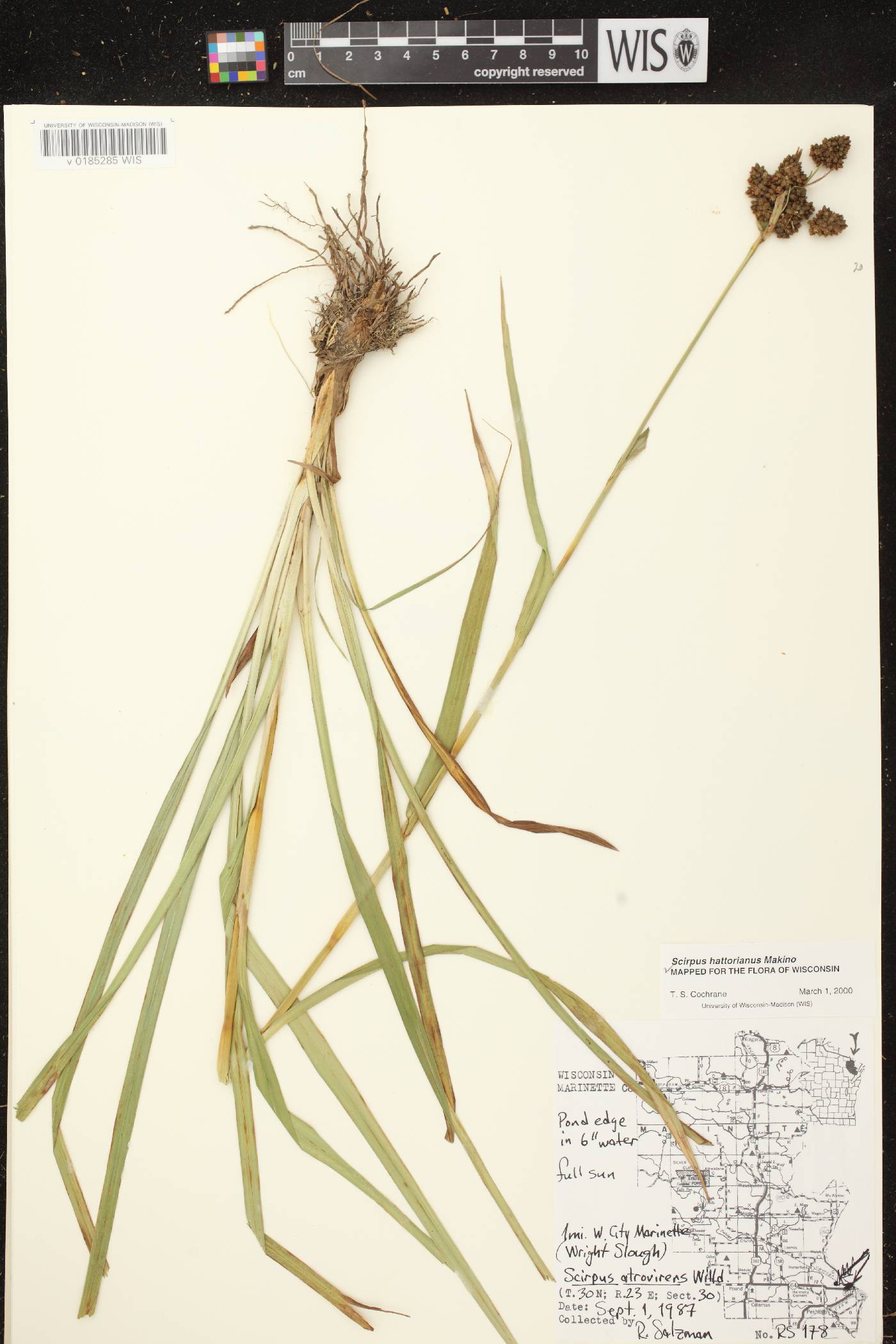 Scirpus hattorianus image