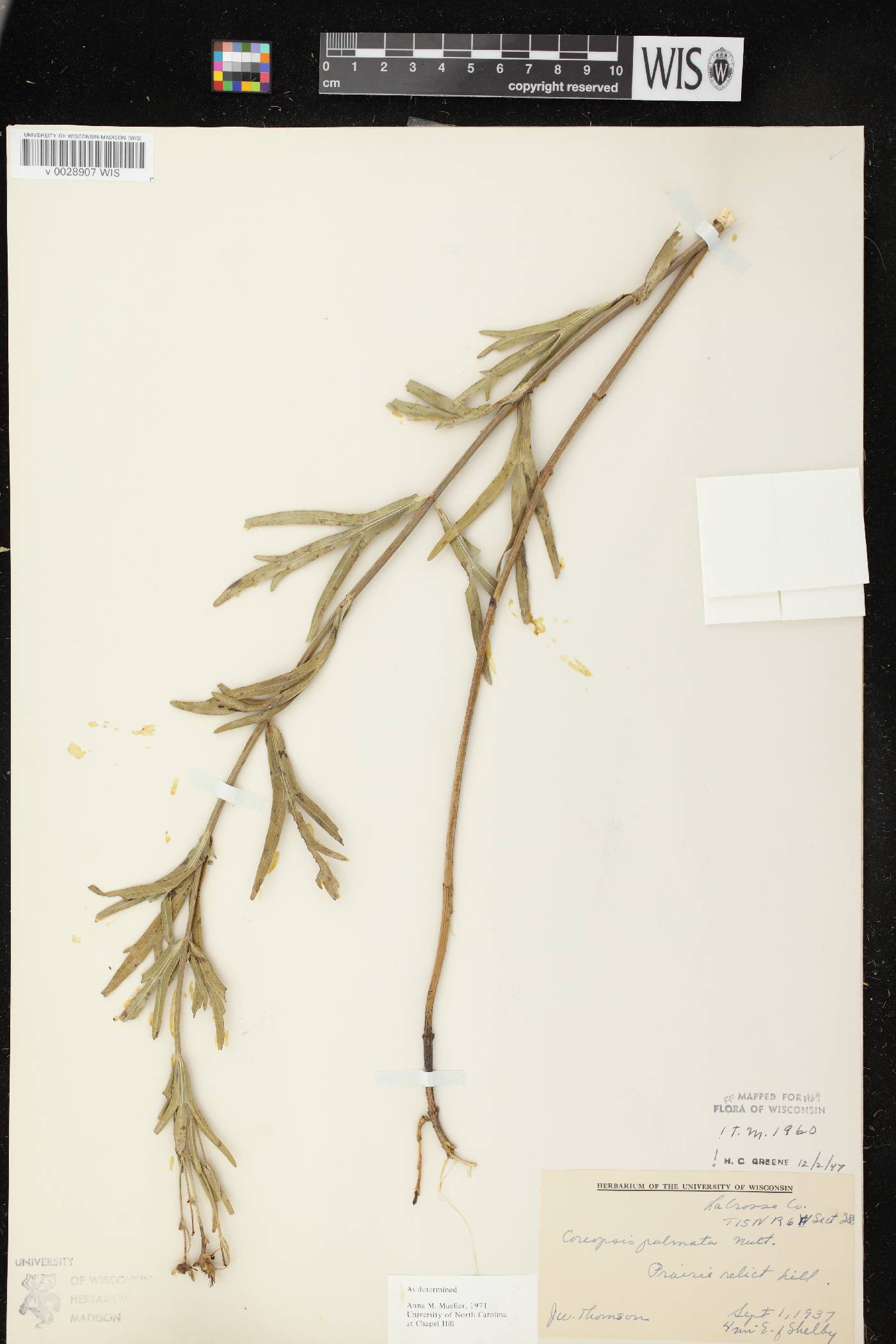 Coreopsis palmata image