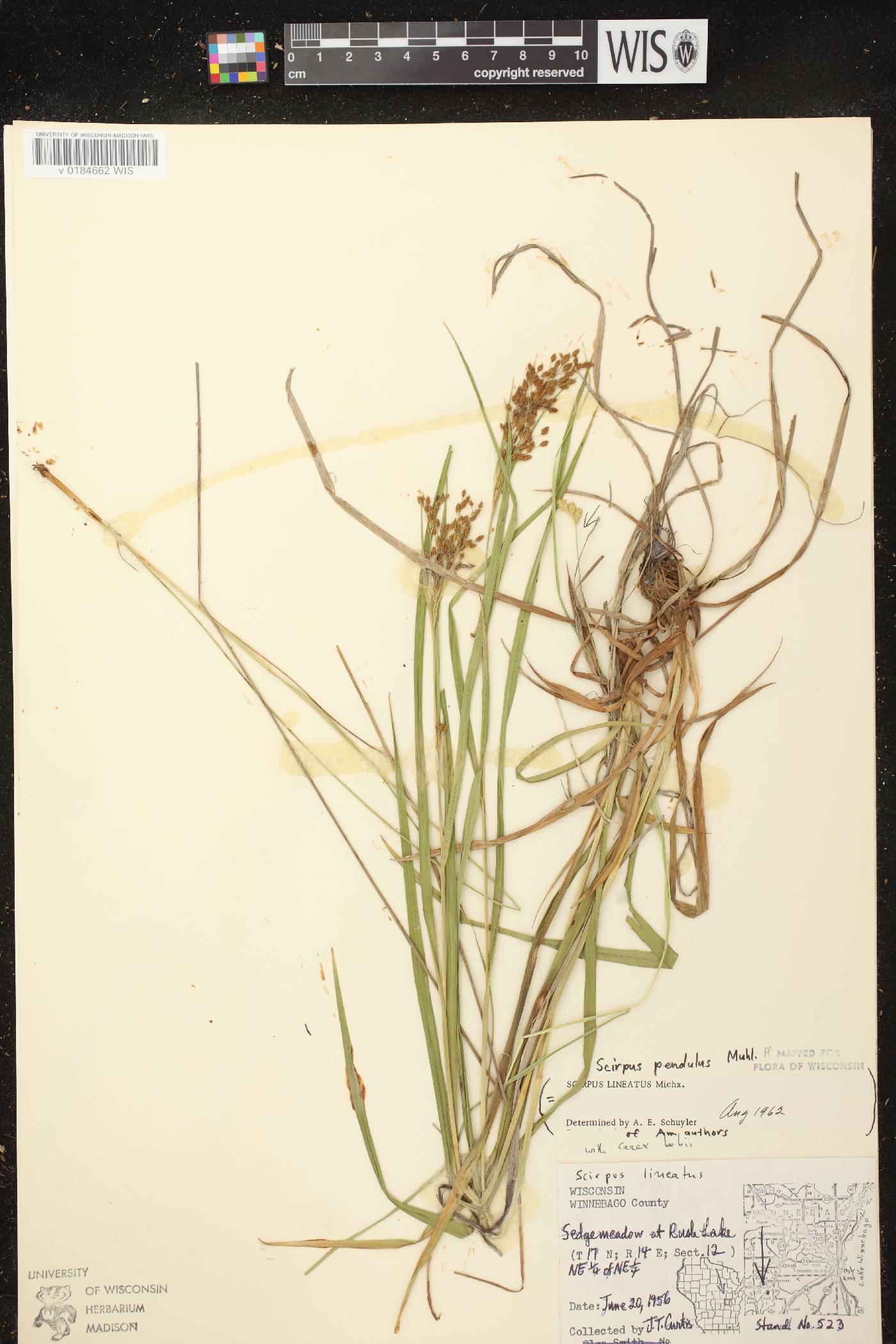 Scirpus pendulus image