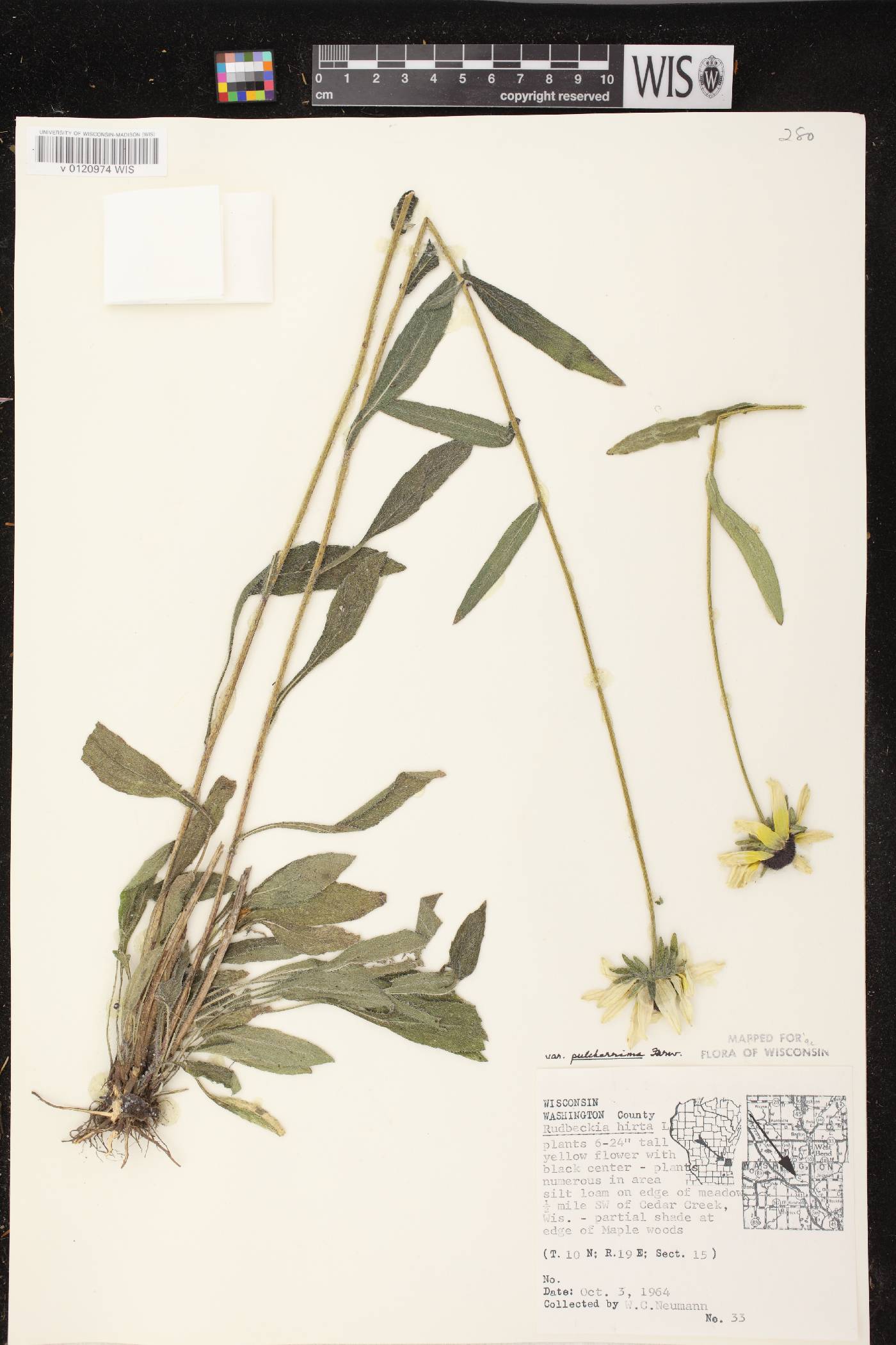 Rudbeckia hirta image