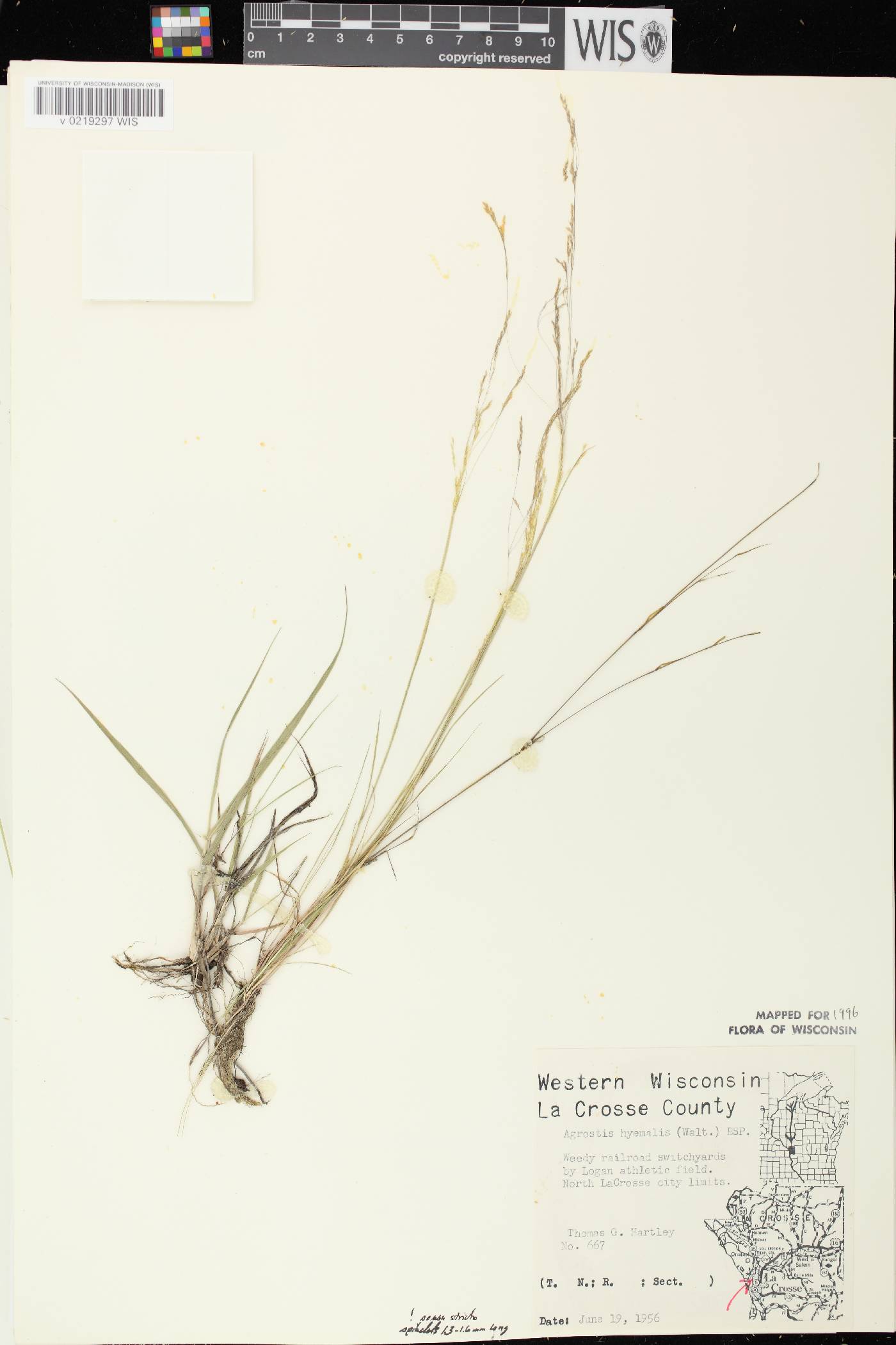 Agrostis hyemalis image