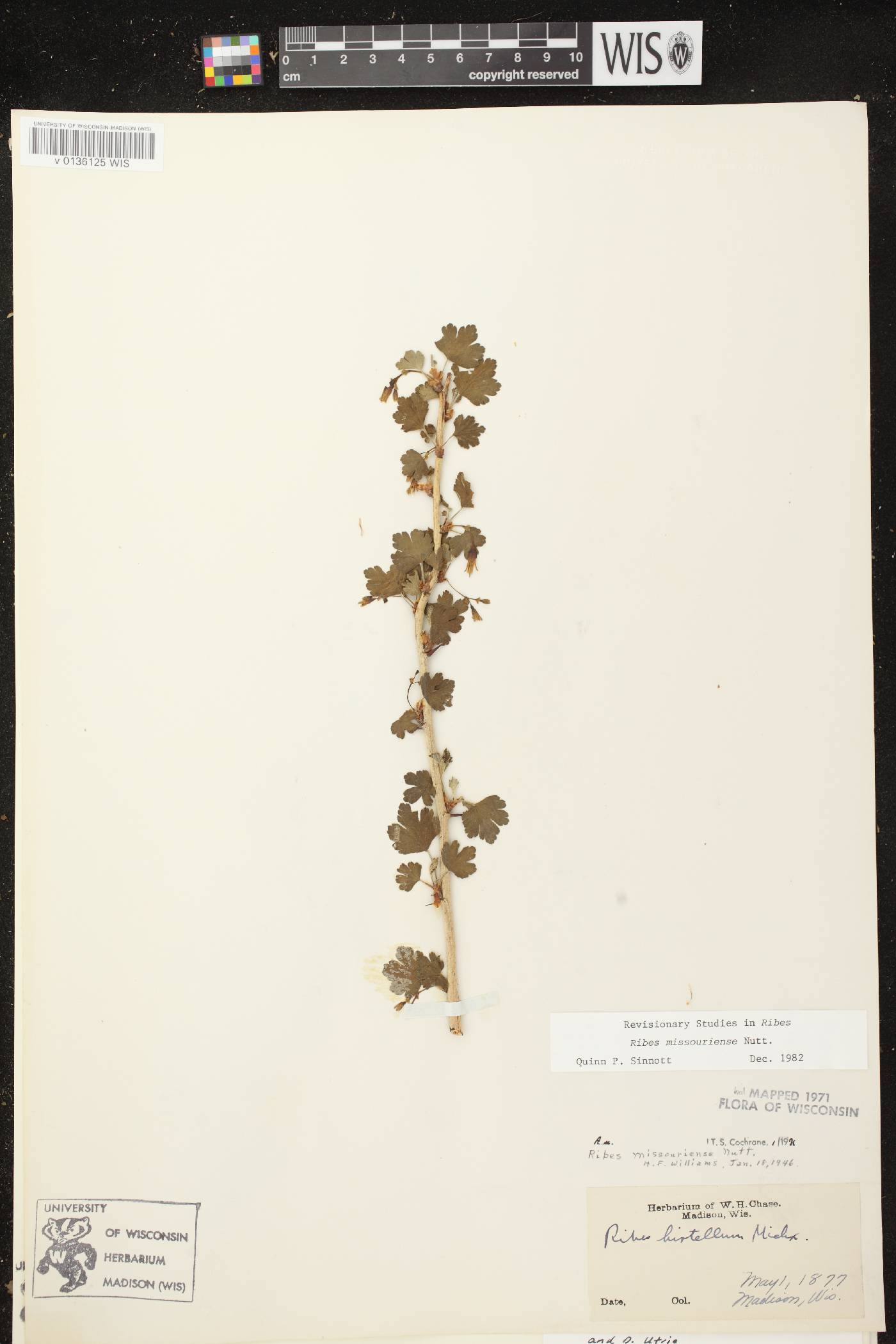 Ribes missouriense image