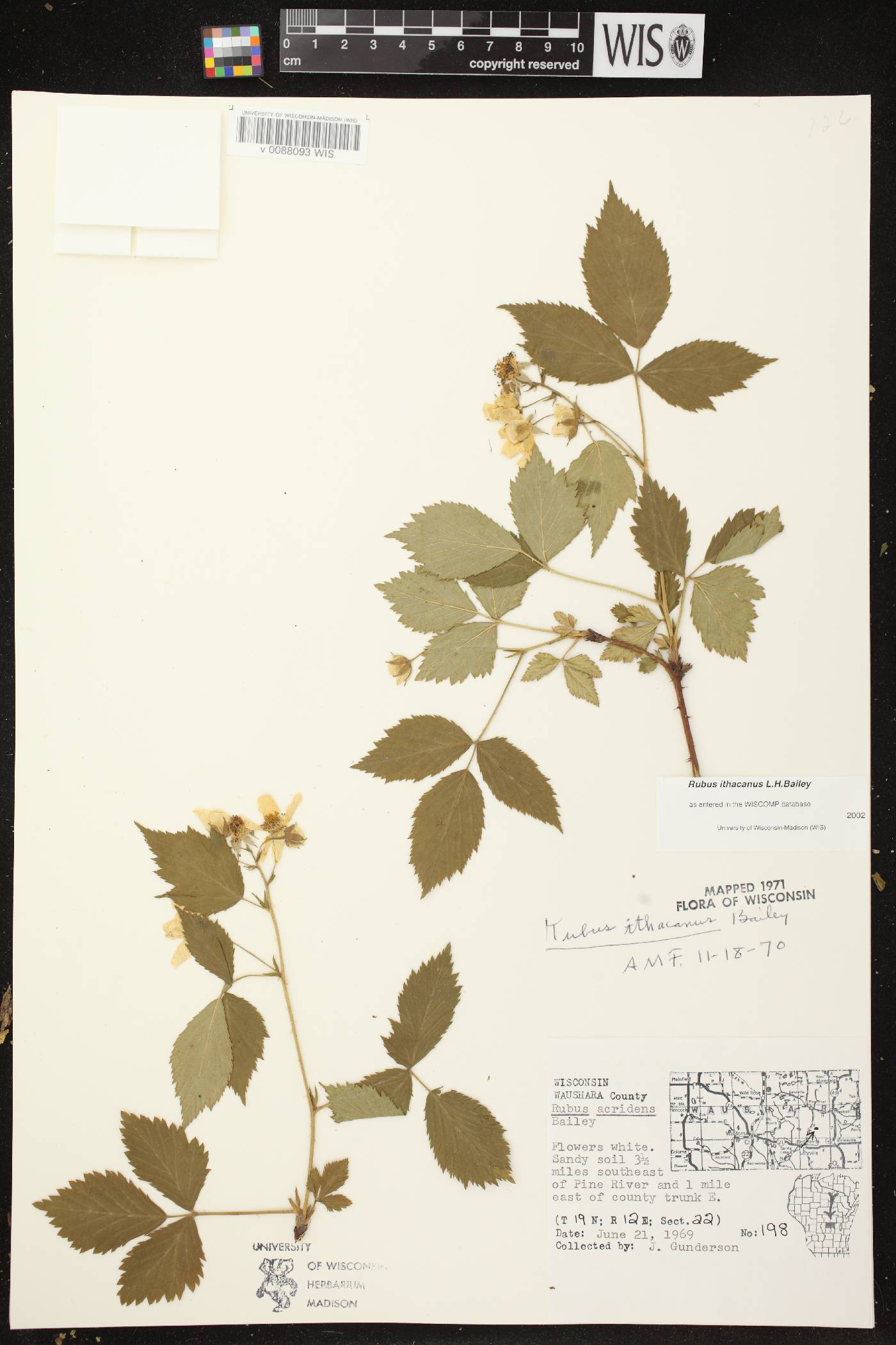 Rubus flagellaris image