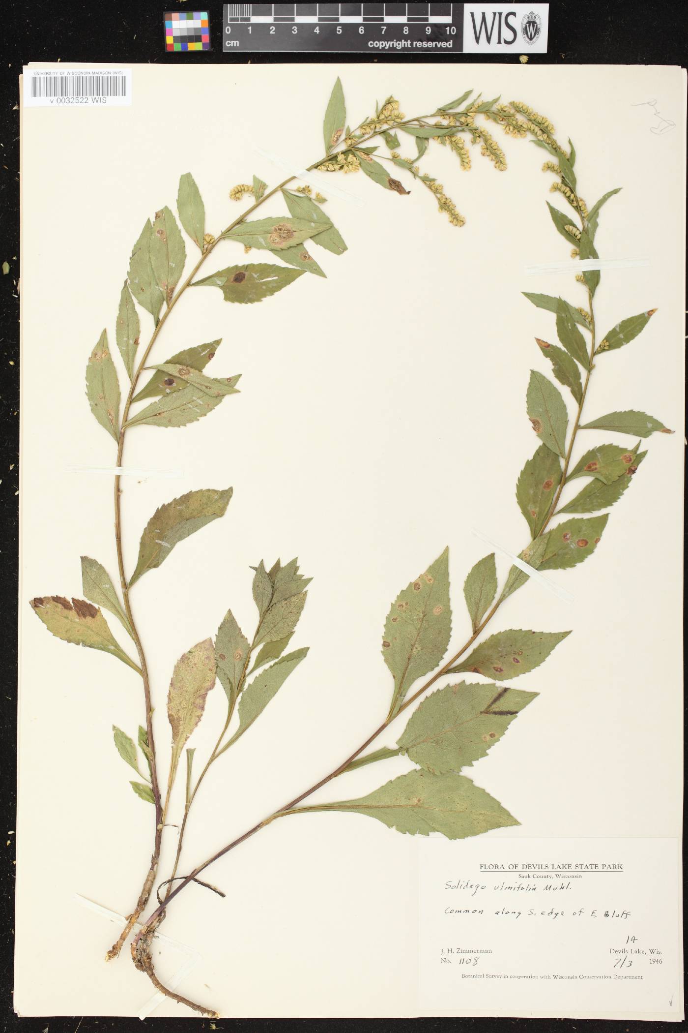Solidago ulmifolia var. ulmifolia image