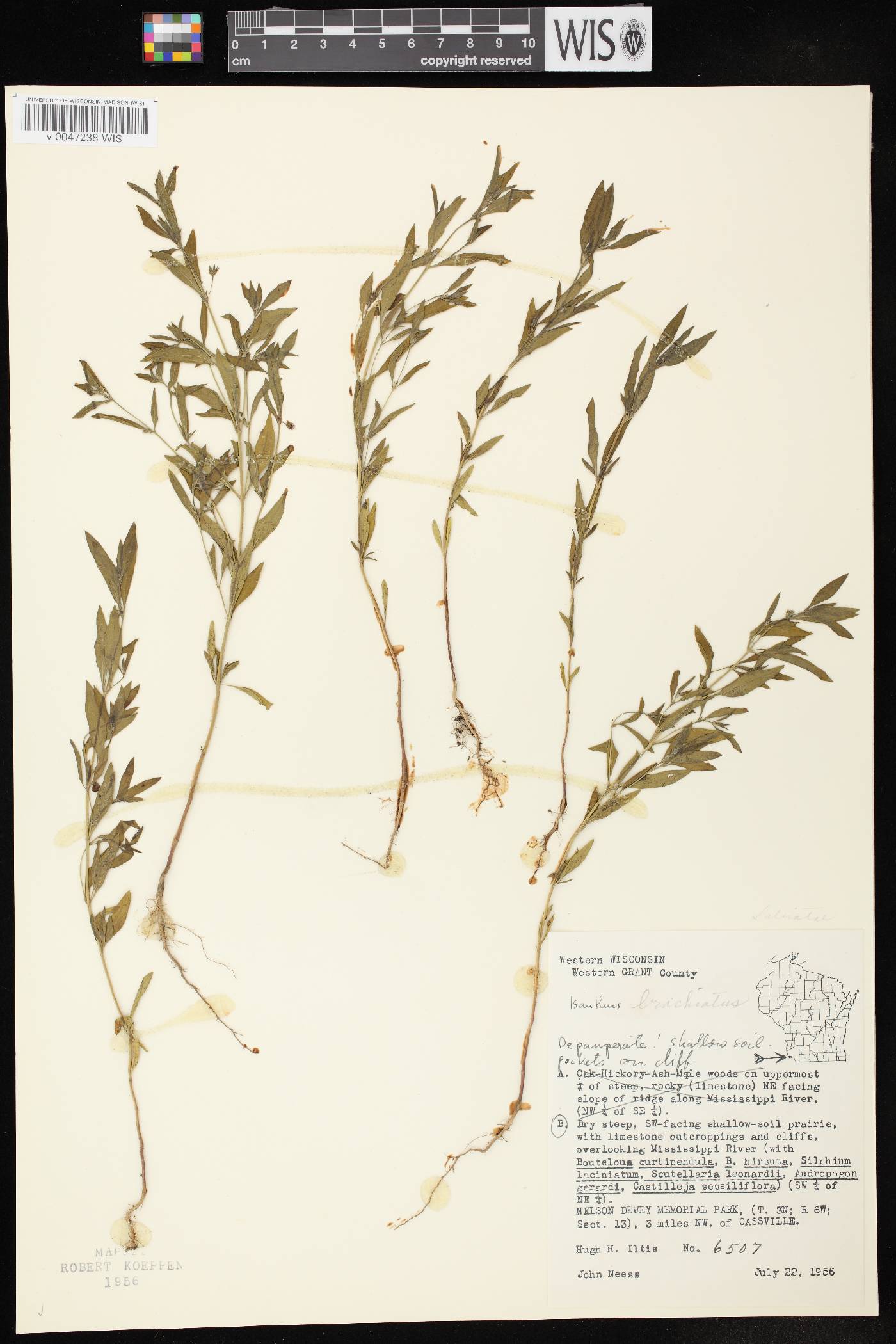 Trichostema brachiatum image