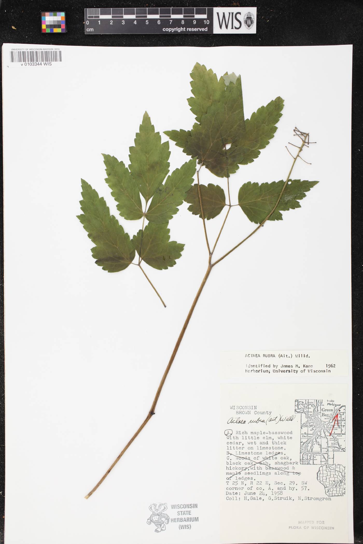 Actaea rubra image