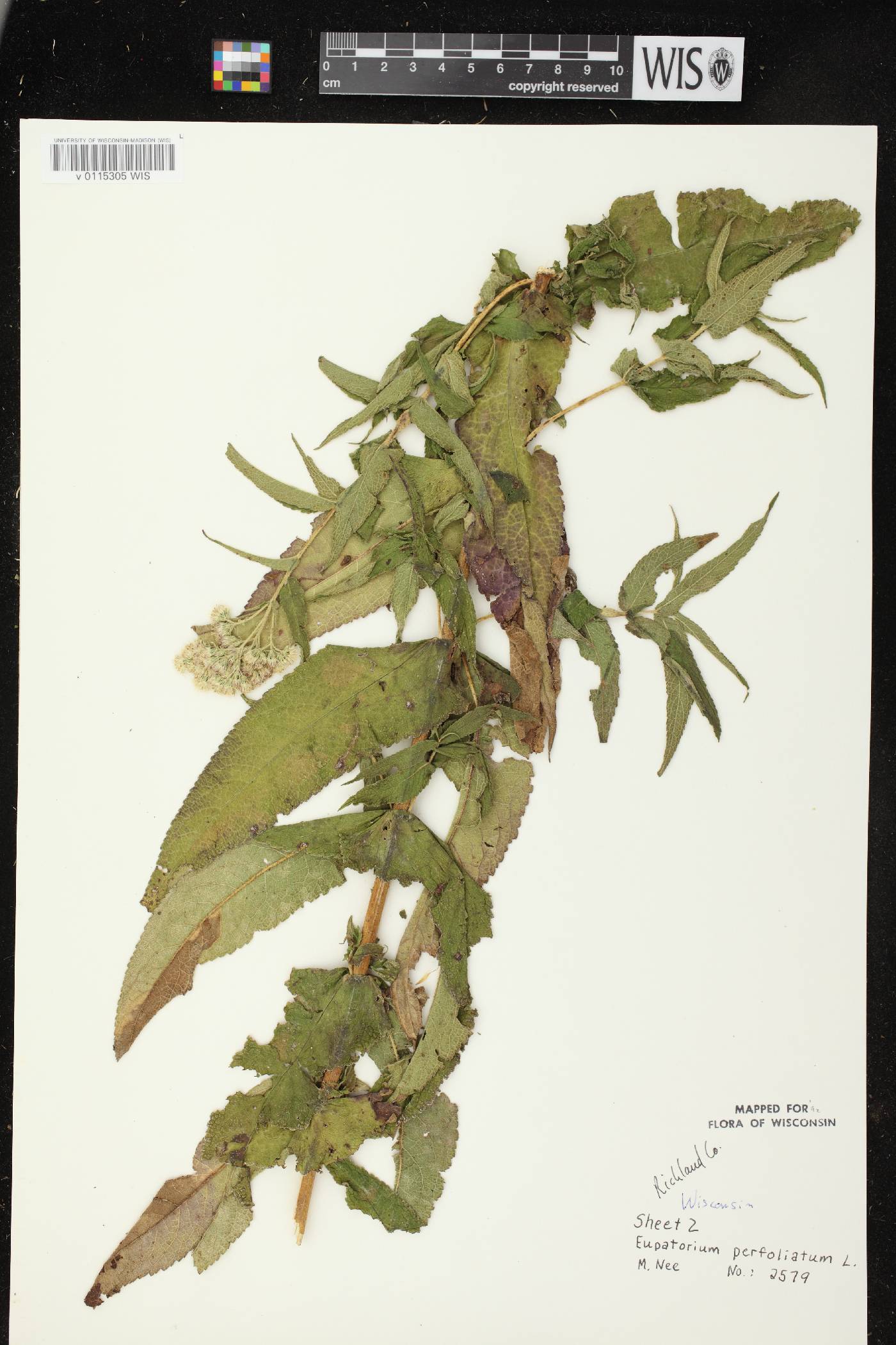 Eupatorium perfoliatum image