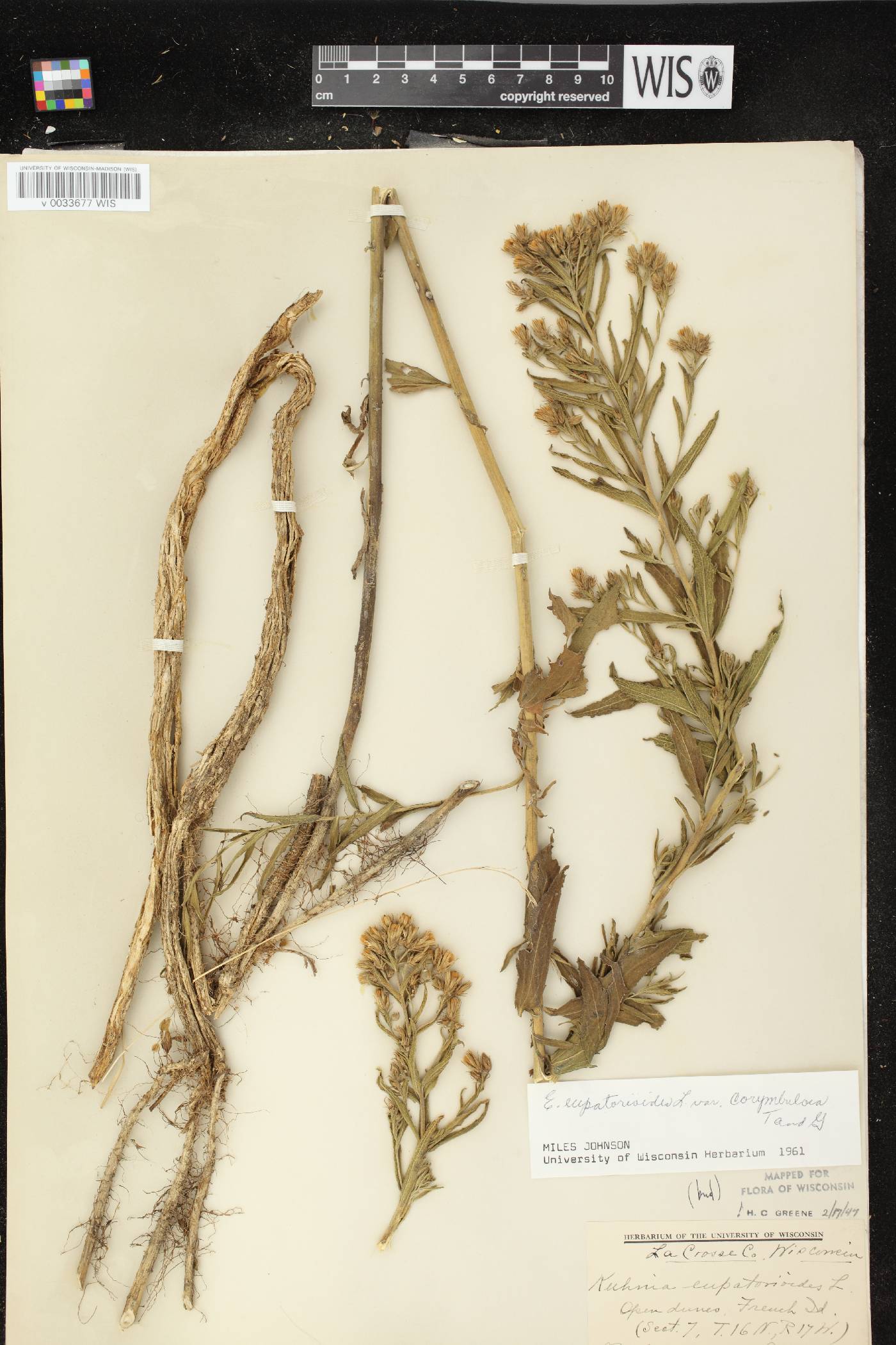 Brickellia eupatorioides image