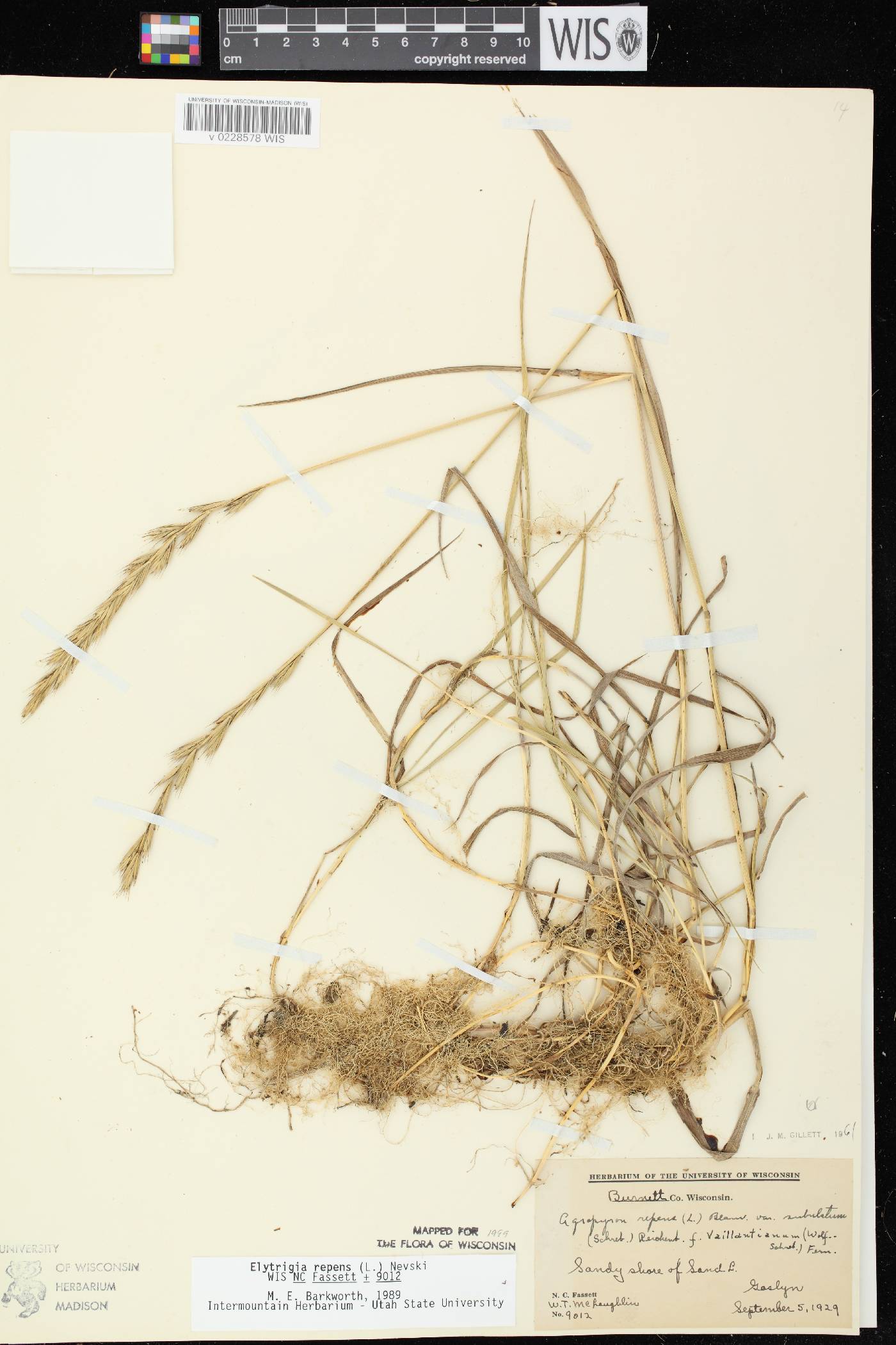 Elymus repens image