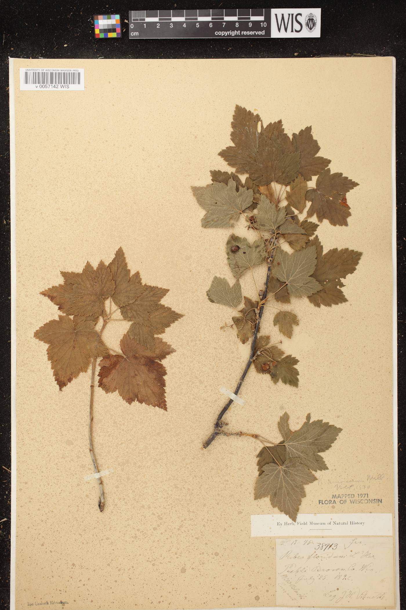 Ribes americanum image